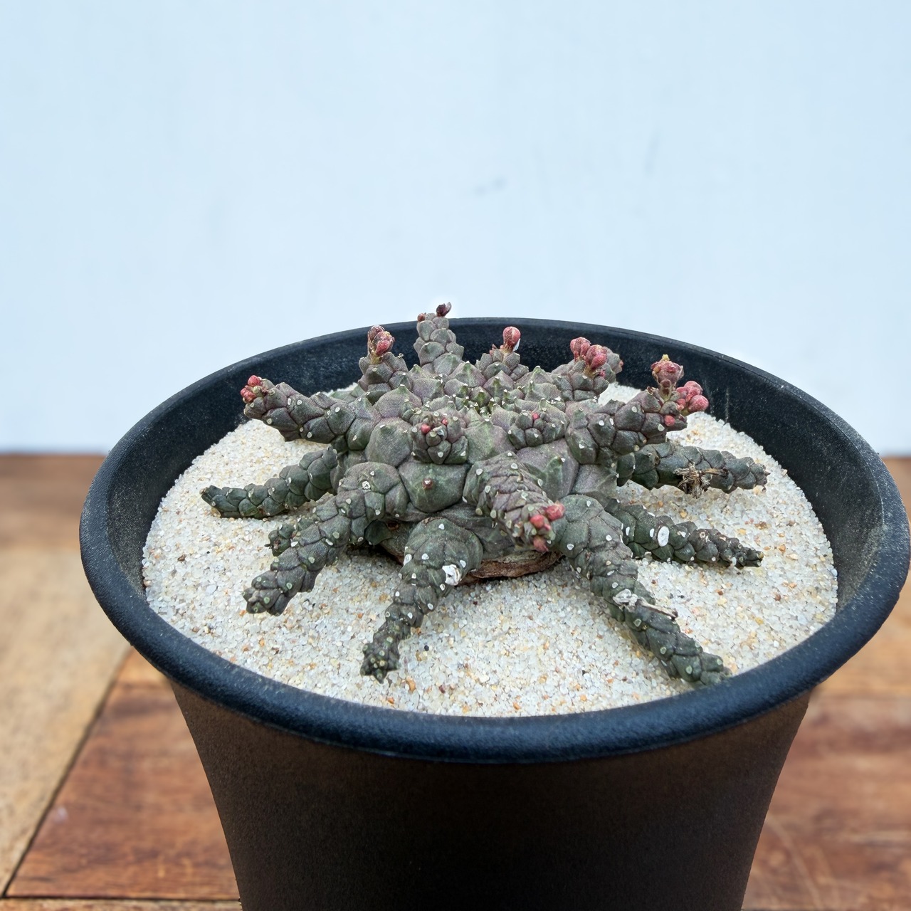 Euphorbia  brevirama【ユーフォルビア・ブレビラマ】