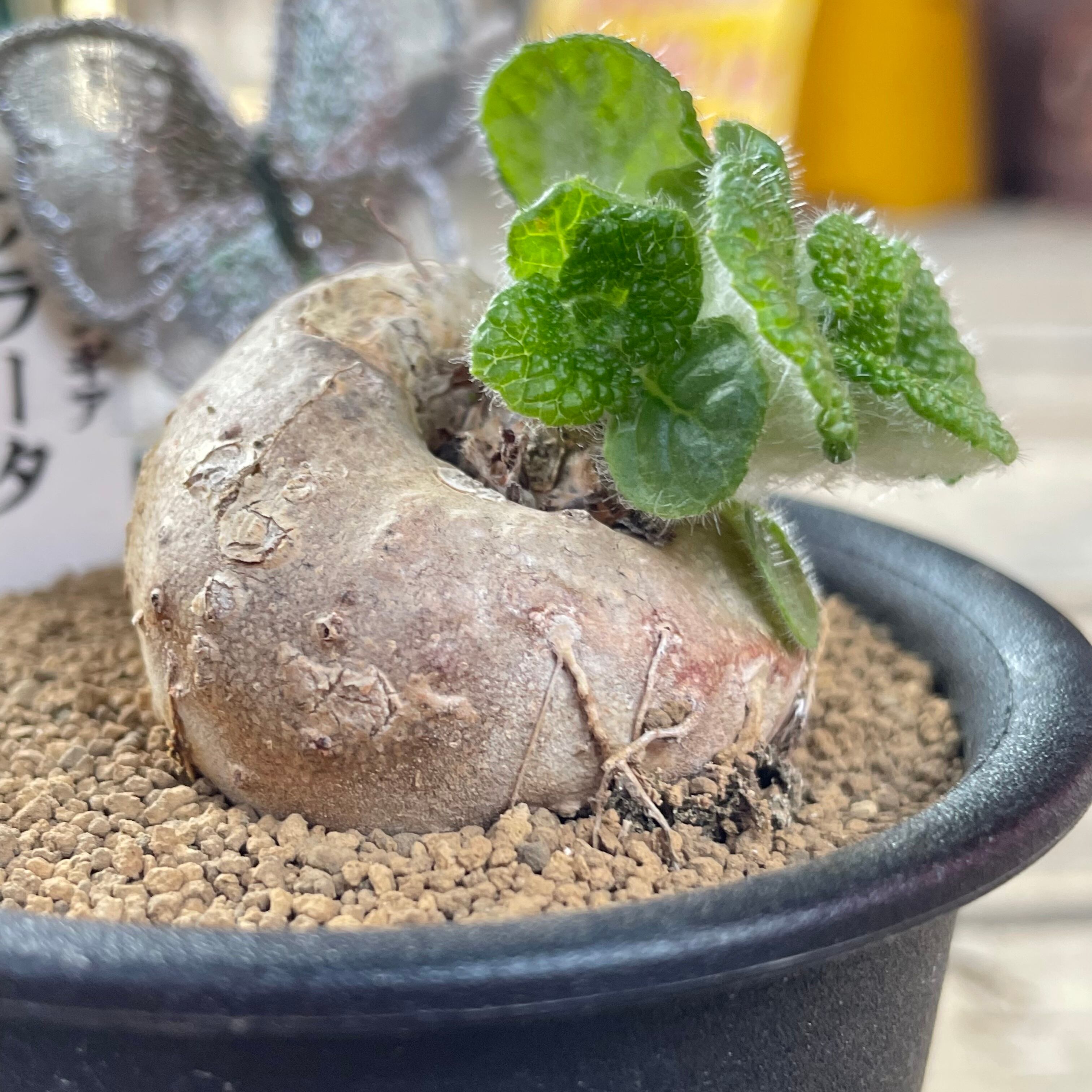 T)ブラータ シンニンギア | RuPo 多肉植物専門店