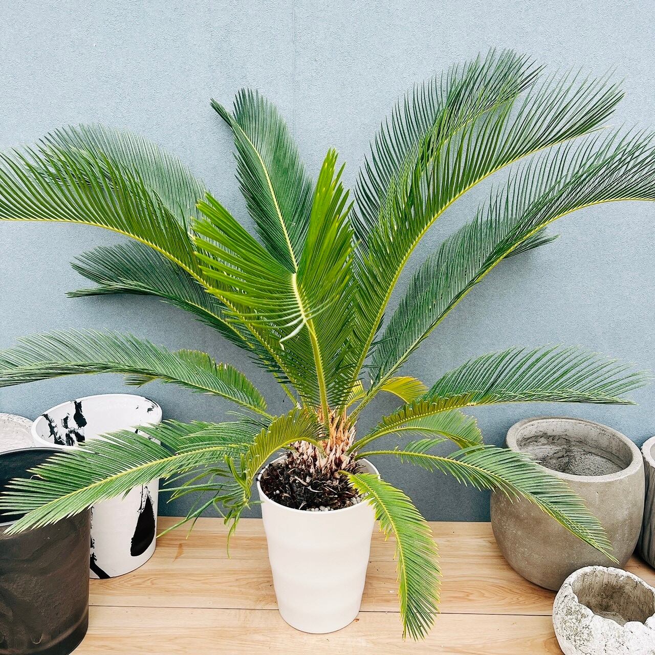 現品］【希少】☆初出品☆ 2番 ドラセナ ナビー 龍 7号 観葉植物 大型