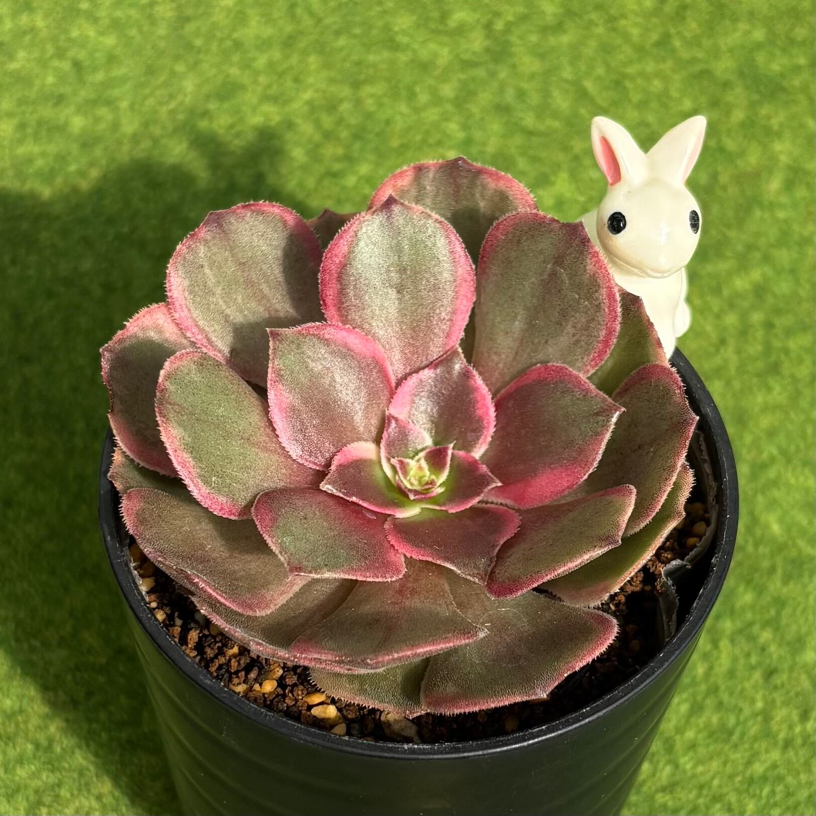 スピードバンプ | 多肉植物 豆彦商店