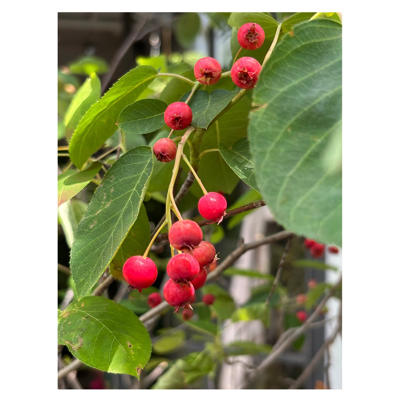 Juneberry | Seeding