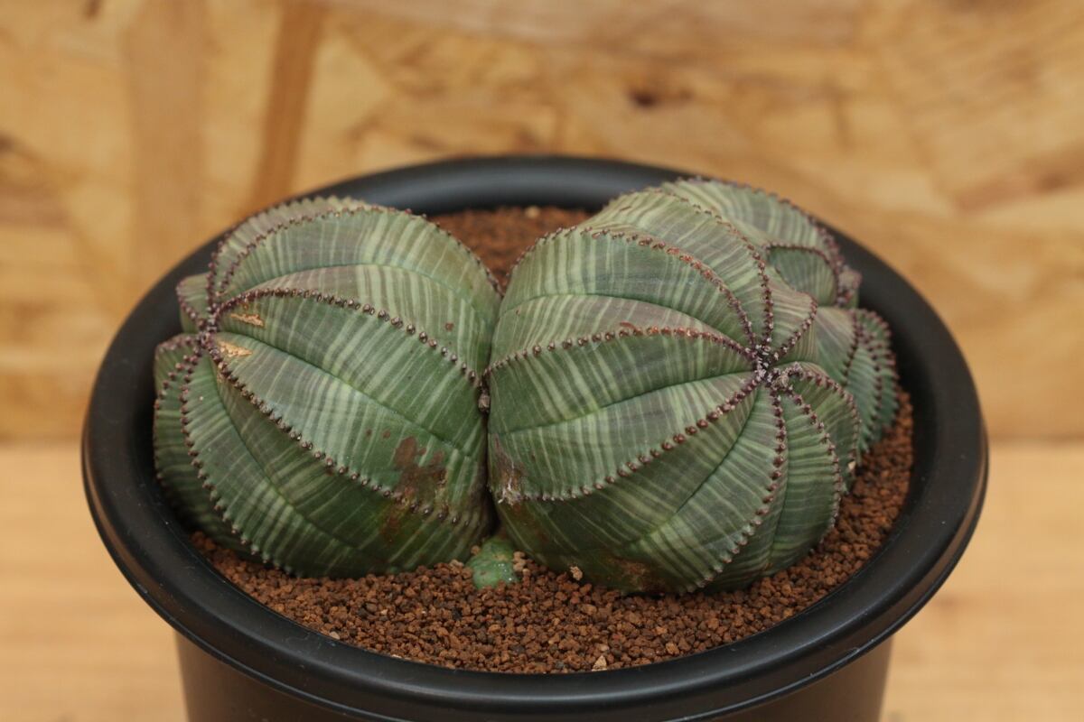 【販売済み：オベサ 図鑑】【双頭多頭】メス Euphorbia Obesa ...