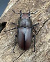 《メタリフェルホソアカ亜種サンギレンシス 67mm ペア》