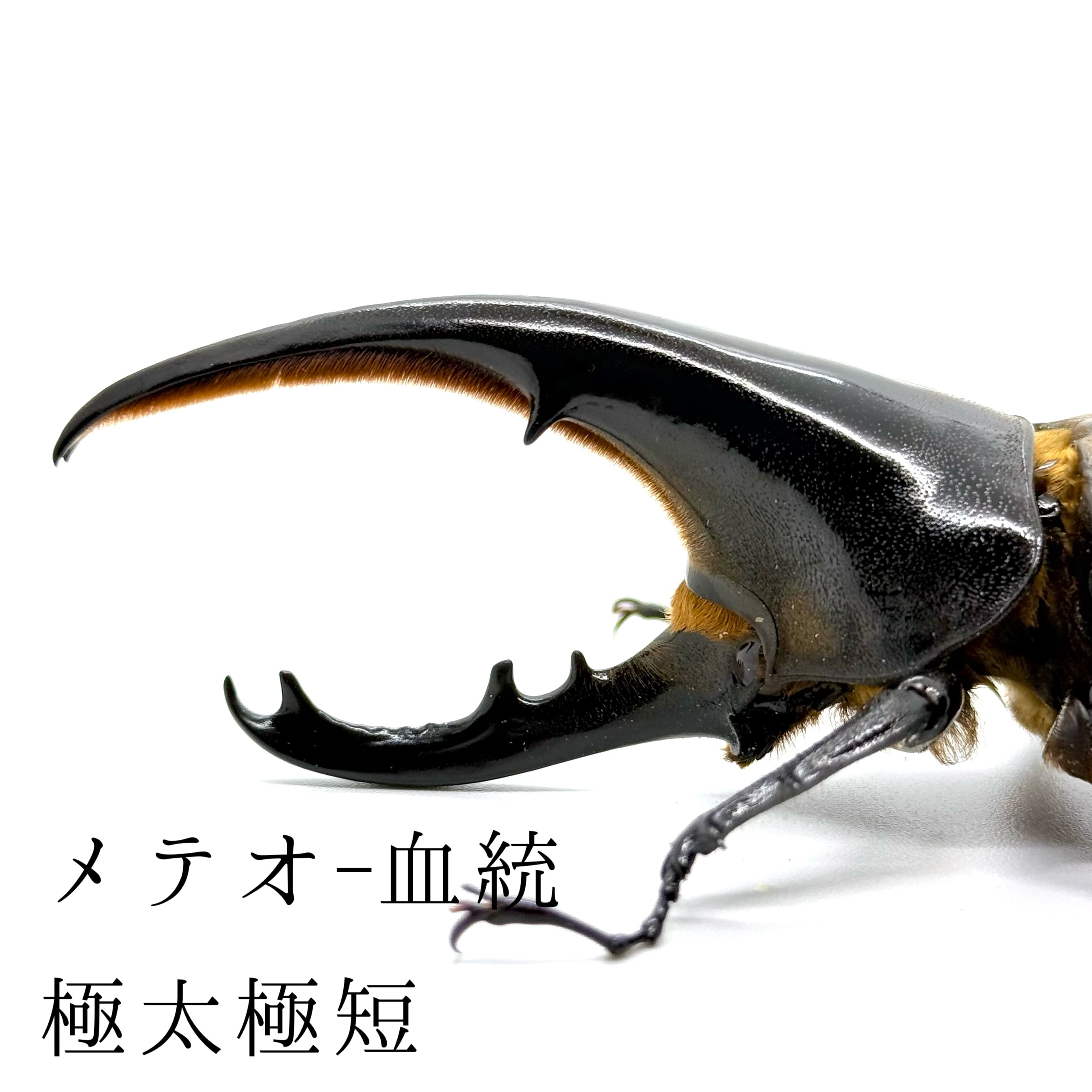 極太極短 / 成虫 / オス / ヘラクレスオオカブト
