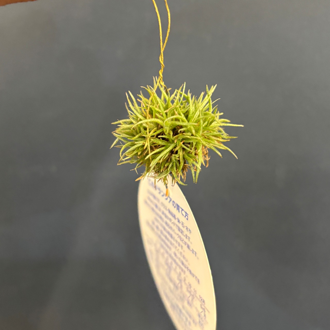 チランジア　アエラントス　テディベア【729】