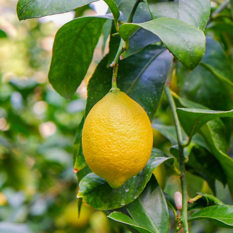 ★レモン★トワニー 瀬戸内檸檬ドーナツ棒20本 | フジバンビ