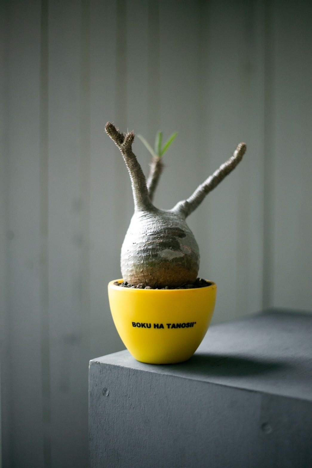 【新着】Pachypodium Gracilius × ボクタノ鉢 【ウンコちゃんの家具屋さんver】パキポディウム グラキリス 象牙宮