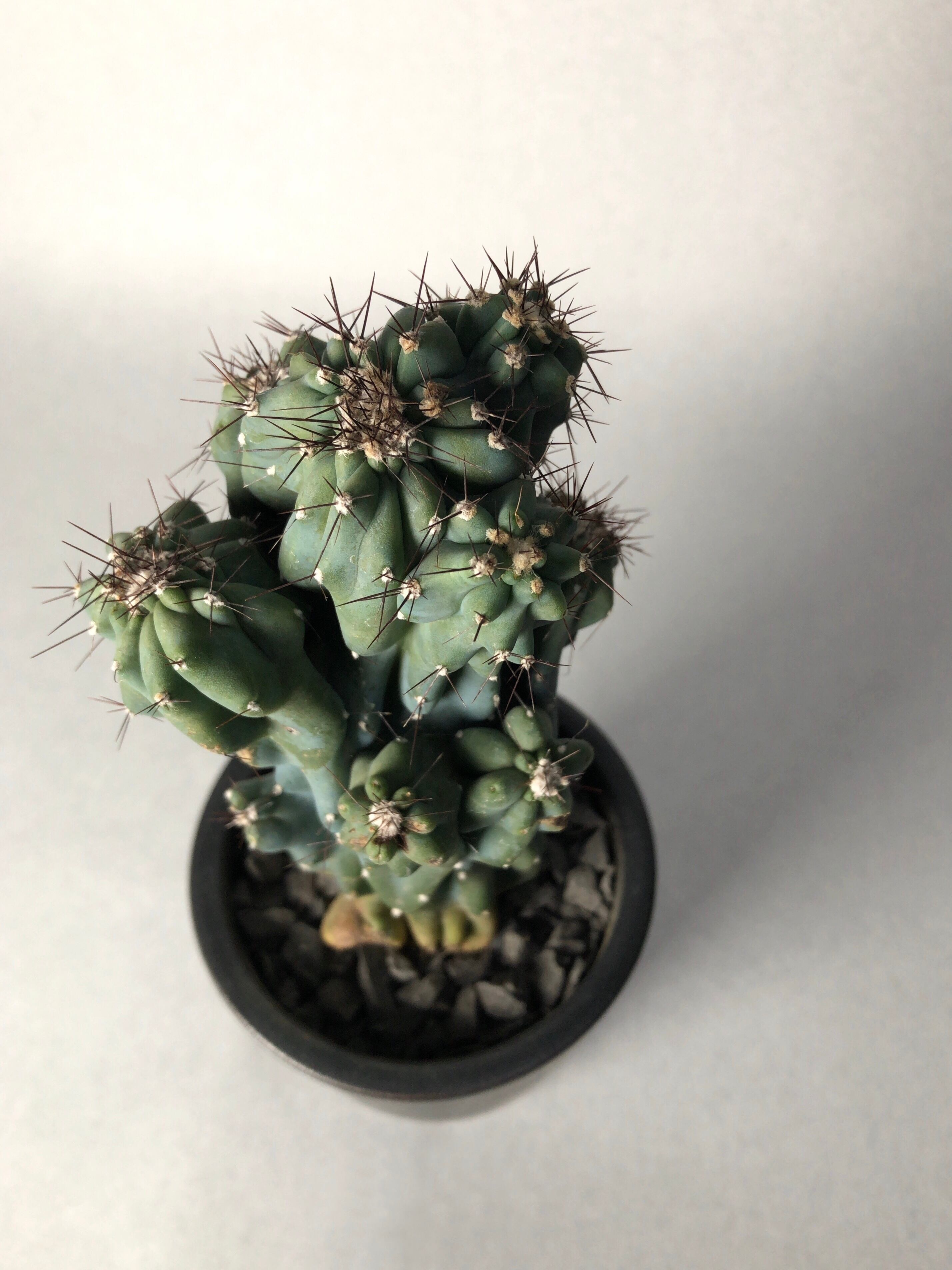 セレウス・岩石獅子 | trigger