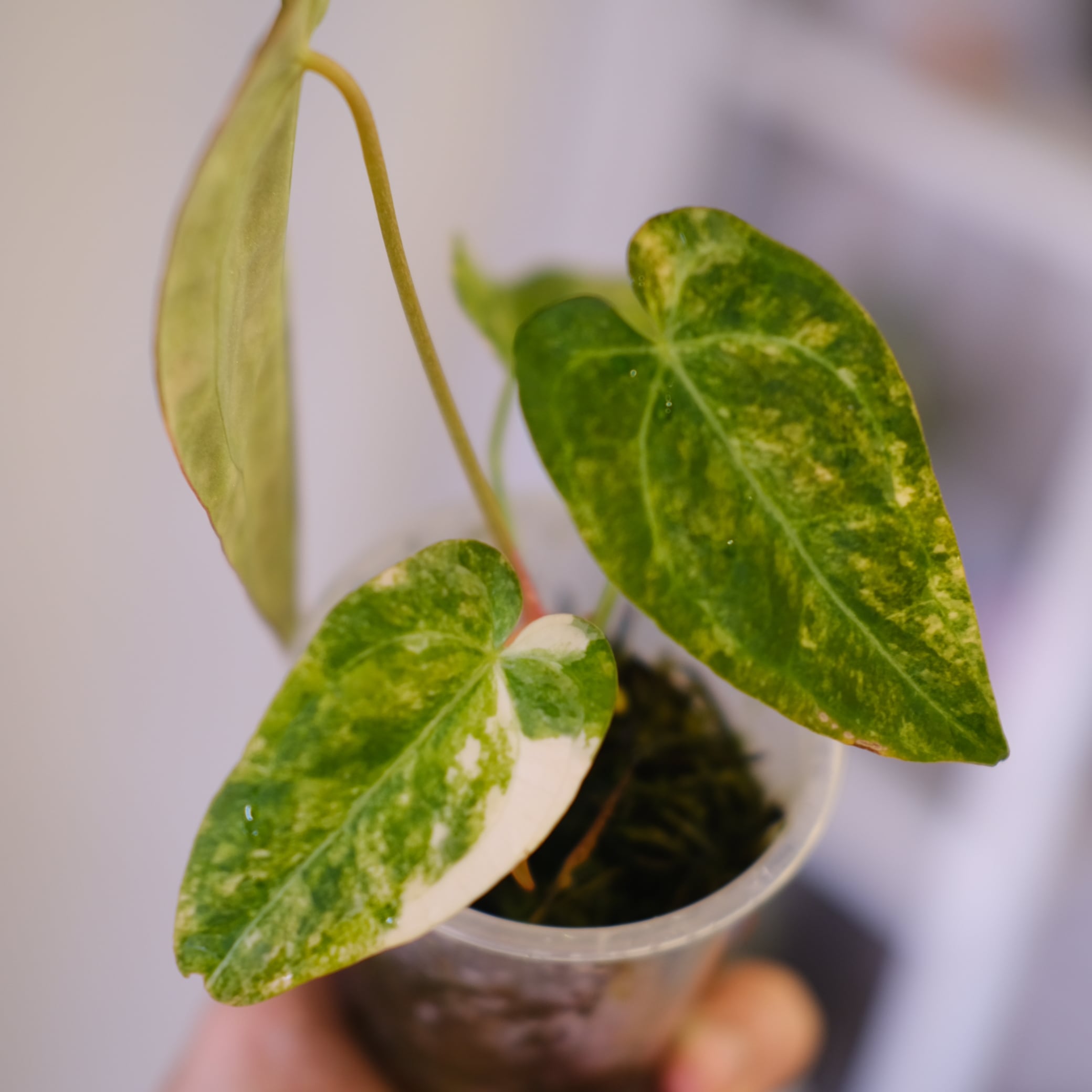 Anthurium papillilaminum var. “Australia version” × Anthurium 'Red