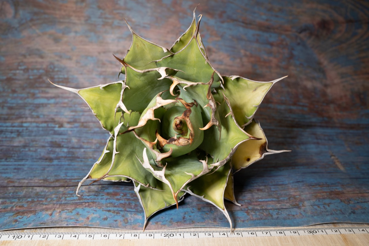 アガベ チタノタ Dragon spine② 画像9