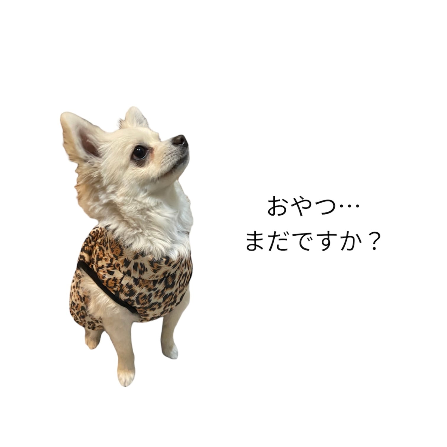 犬用服小型犬サイズダウンジャケット風ANTH NYS