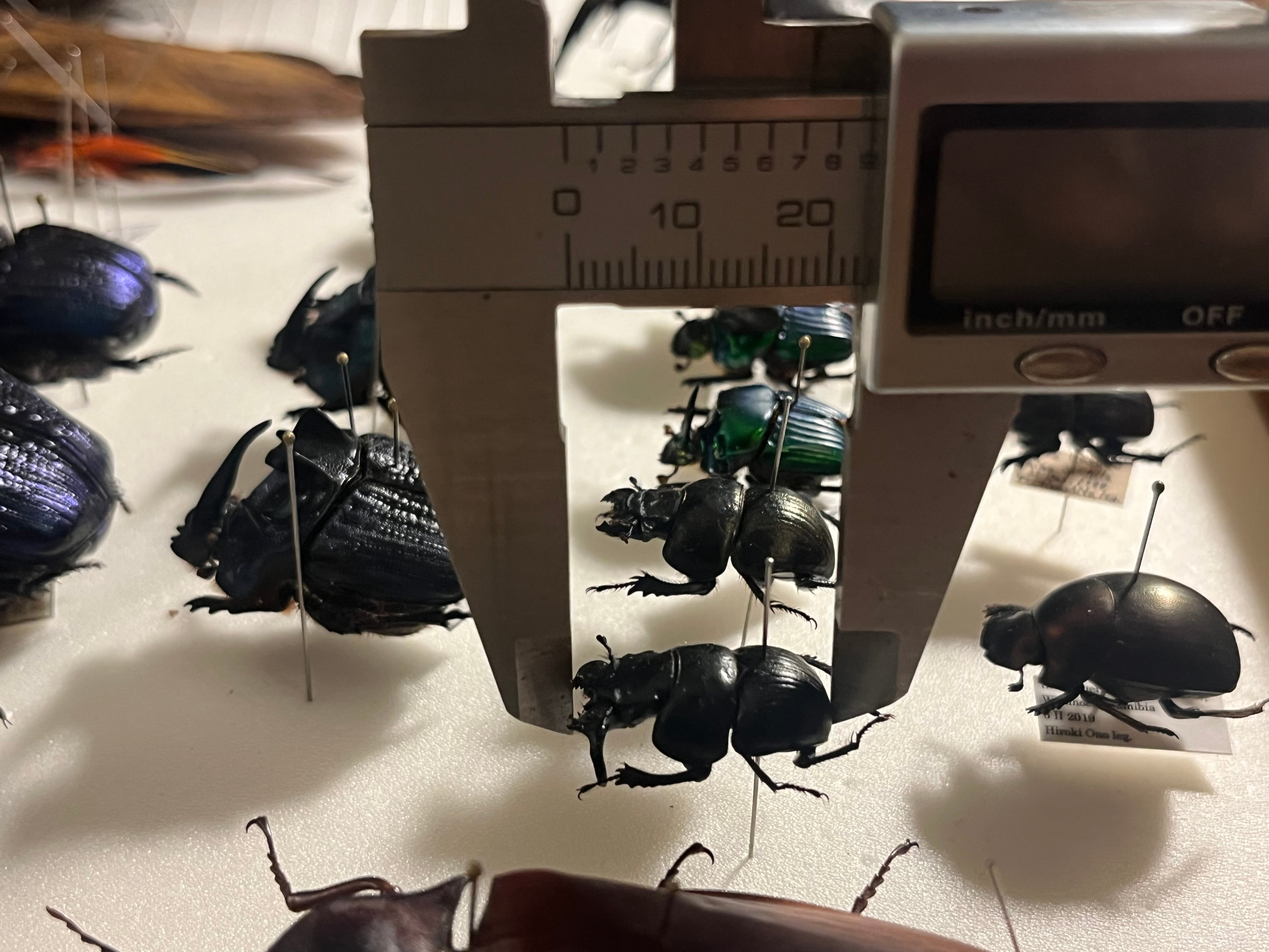 【22mm♂】オオキバセンチコガネ 昆虫標本糞虫甲虫ensifer オオキバセンチコガネ No.1〜2 | 愉快な海と波と恵