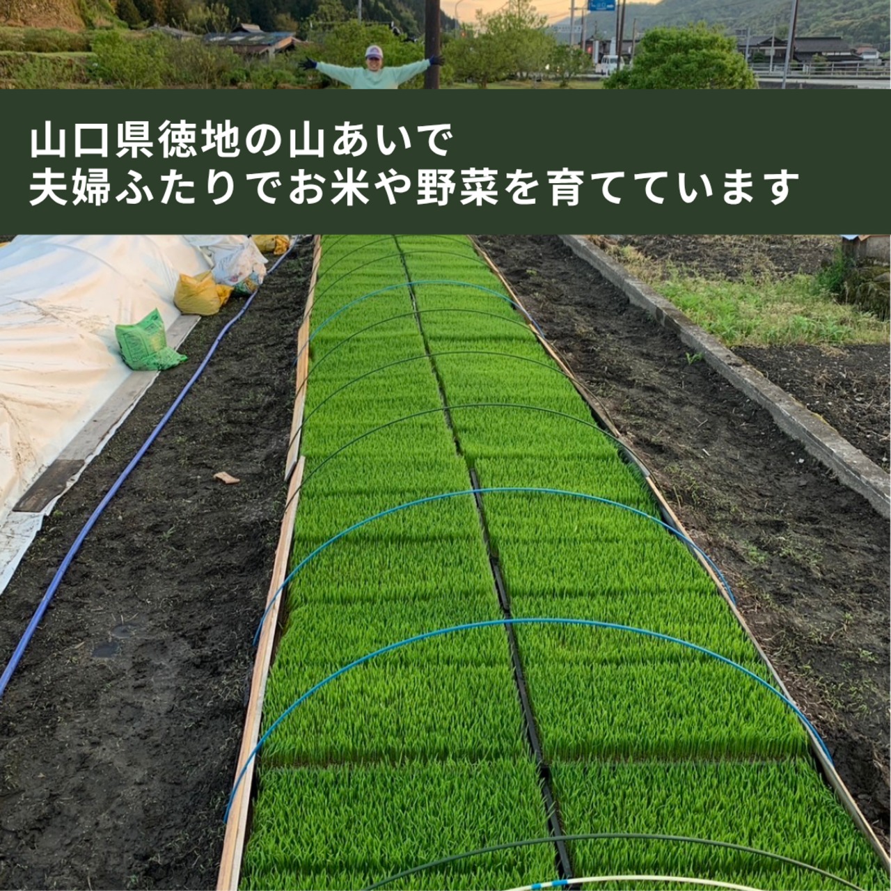 【定期便】玄米15kg｜徳地きぬむすめ｜農家直送 山口県｜ 送料無料（北海道、沖縄を除く）