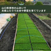 【定期便】玄米15kg｜徳地きぬむすめ｜農家直送 山口県｜ 送料無料（北海道、沖縄を除く）