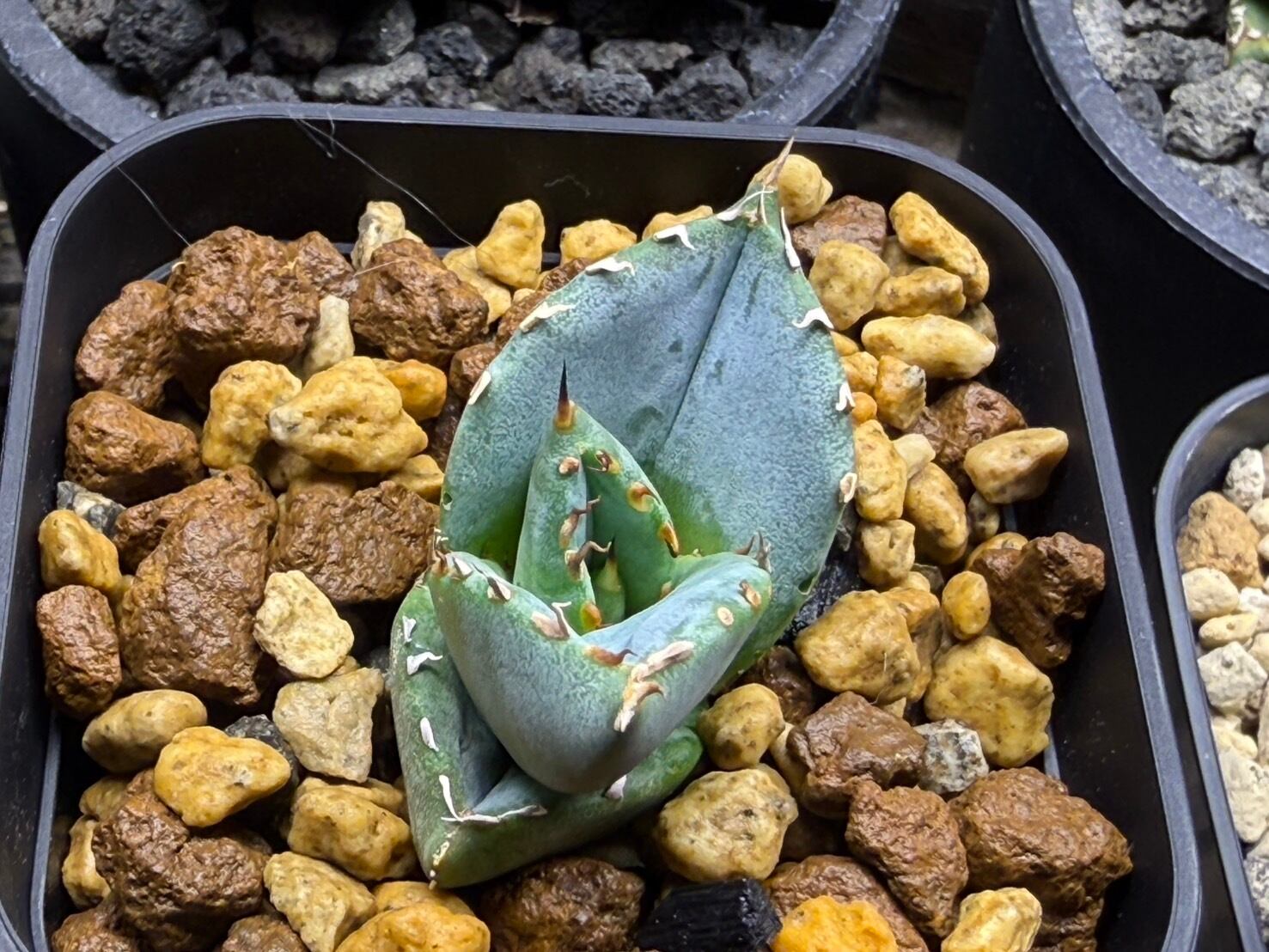 【 130 】oteroi seedling ②