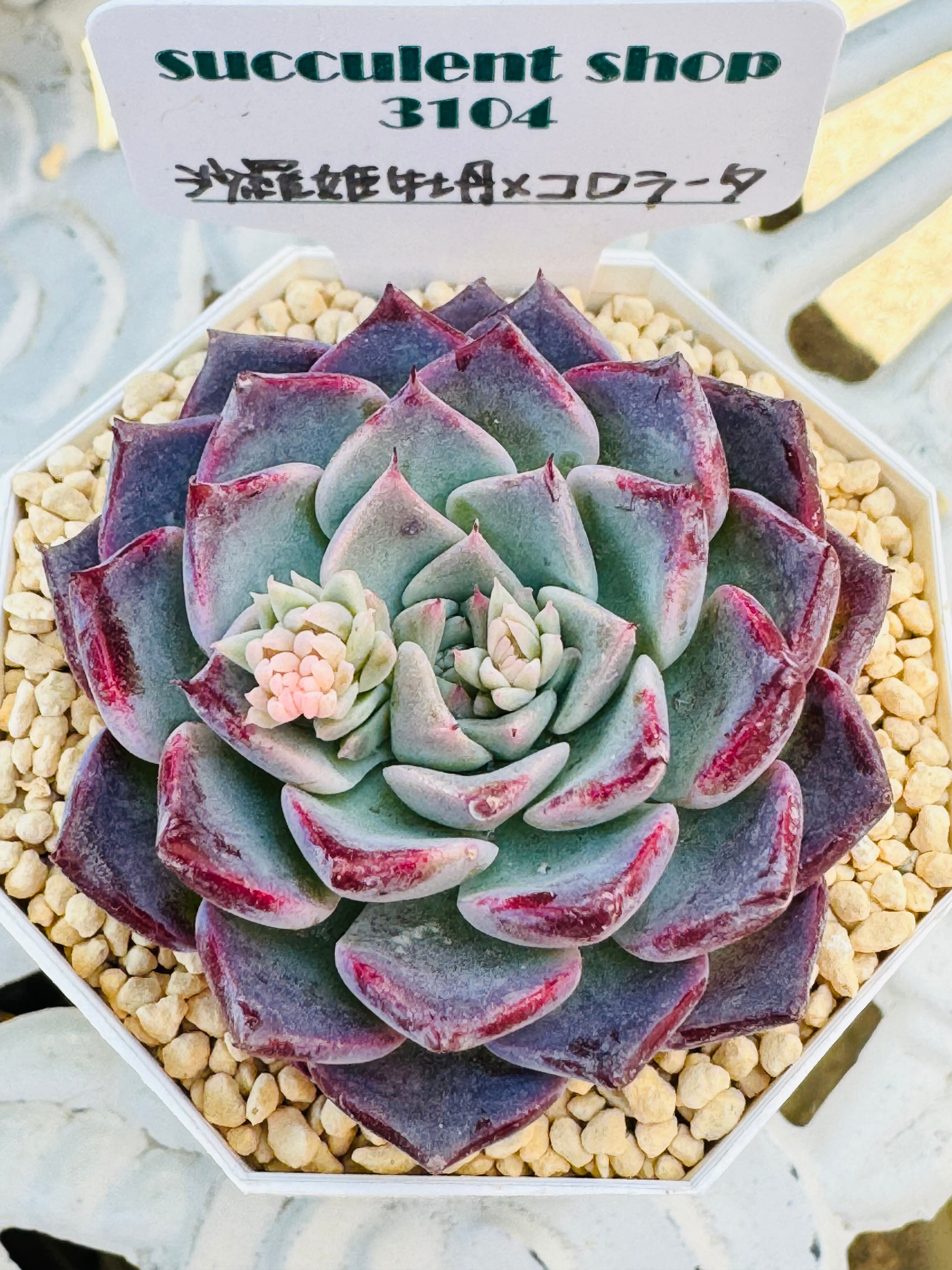 沙羅姫牡丹×コロラータ | succulentshop3104