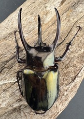 【WD】《アトラスオオカブト スマトラ島産 75.5mm ペア》