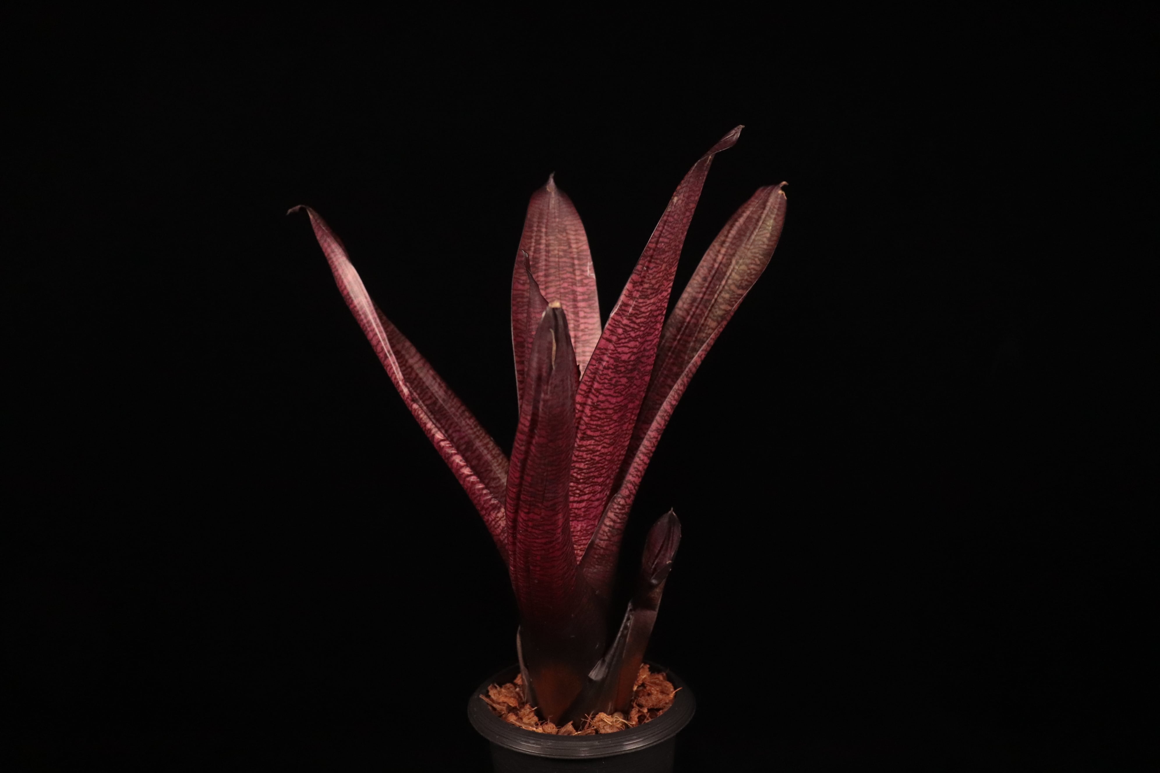 reserved】Vriesea 'Pink Fantasy'〔フリーセア〕現品発送V135 | plane