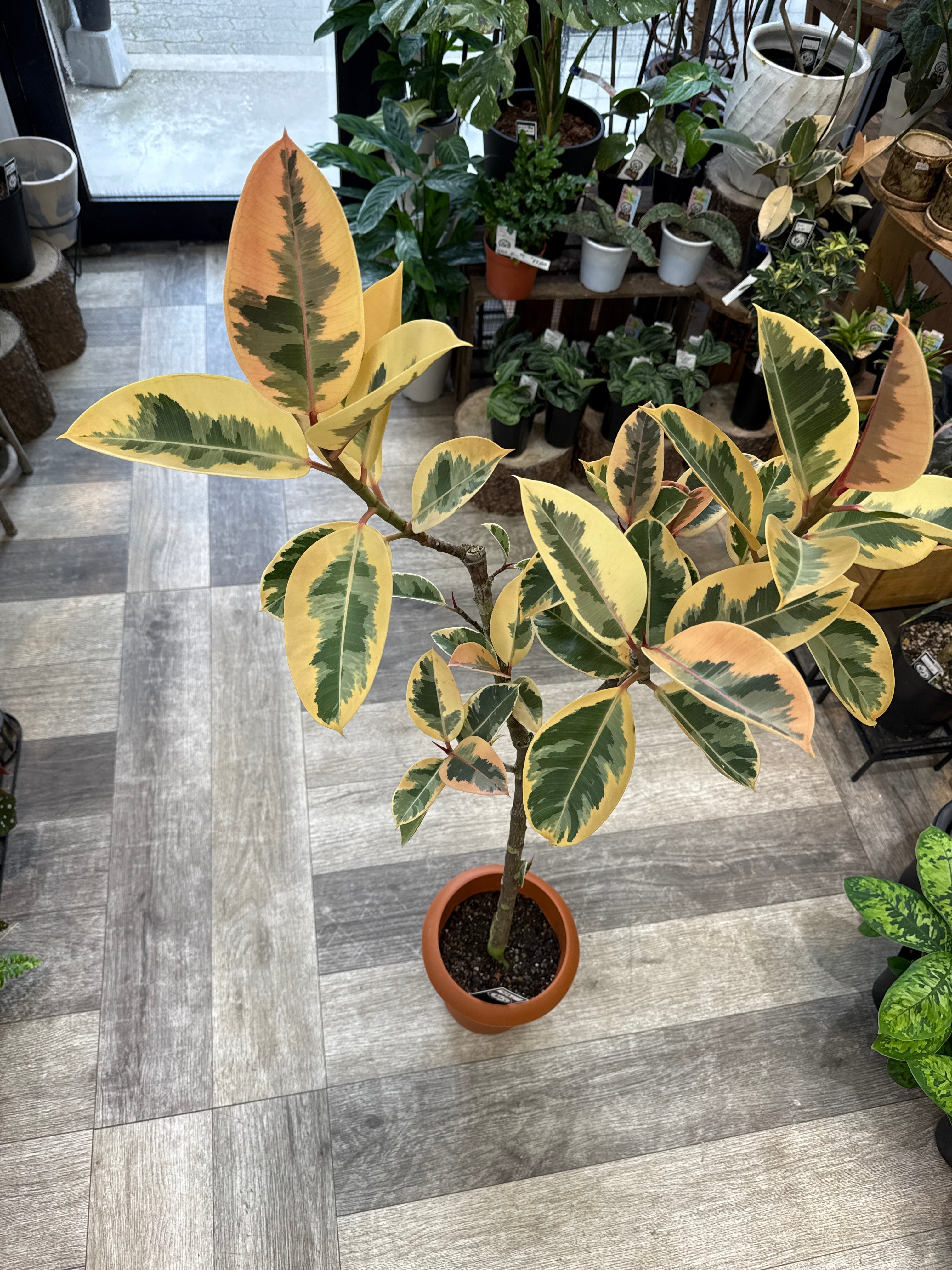 フィカス ティネケ 7号 | Gardenえん 【観葉熱帯植物・多肉植物】