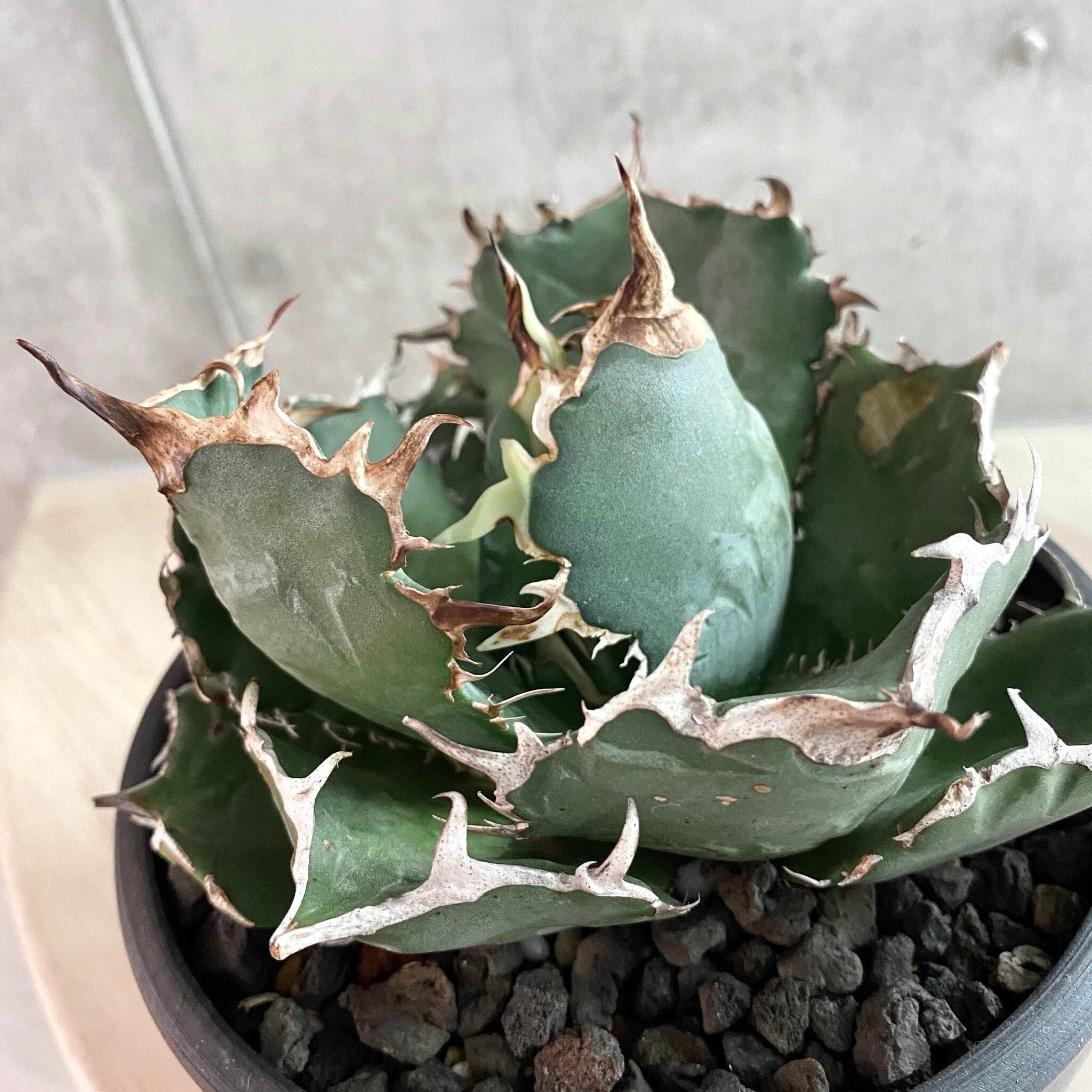 agave titanota 白鯨/アガベ チタノタ ハクゲイ  【観葉植物】【多肉植物】【インテリア】【鉢込み発送】【発根済】【大株】【ヴィンテージ】【子株付き】