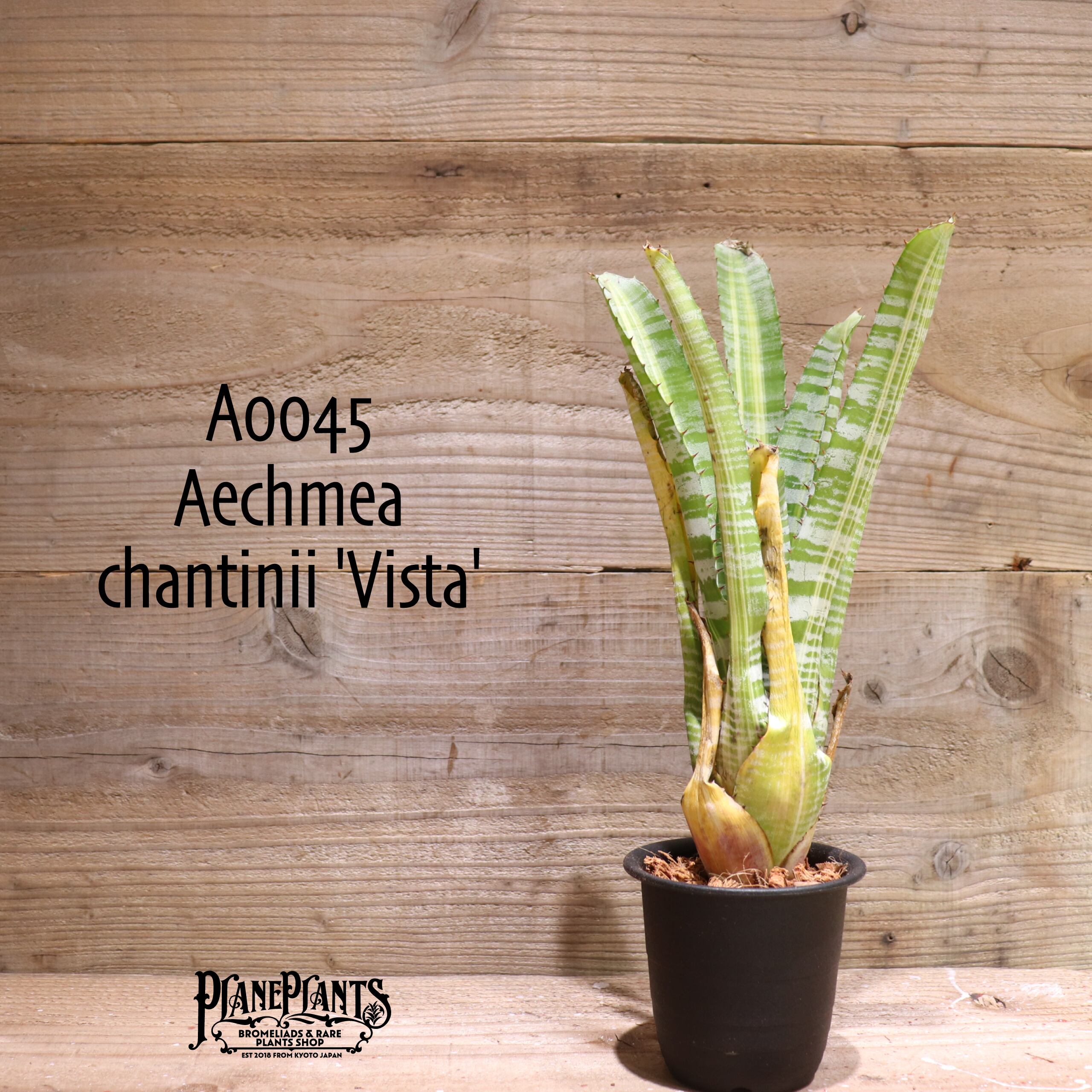 Aechmea chantinii 'Vista'〔エクメア〕現品発送A0045