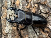 【WD】《ルマウィノコギリ 55.5mm ペア》