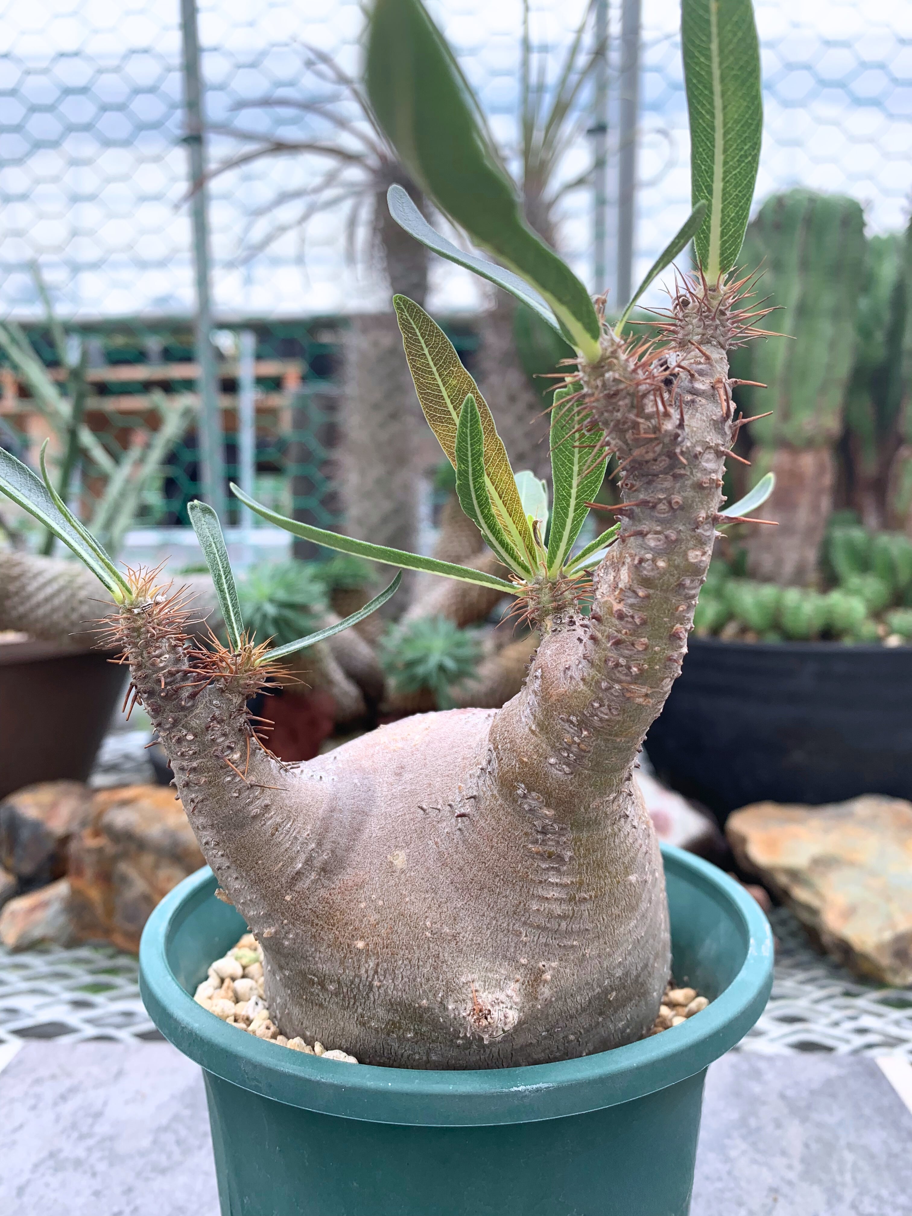 1.パキポディウム グラキリス パキポディウム グラキリス P001【送料着払い】 | CACTUS330