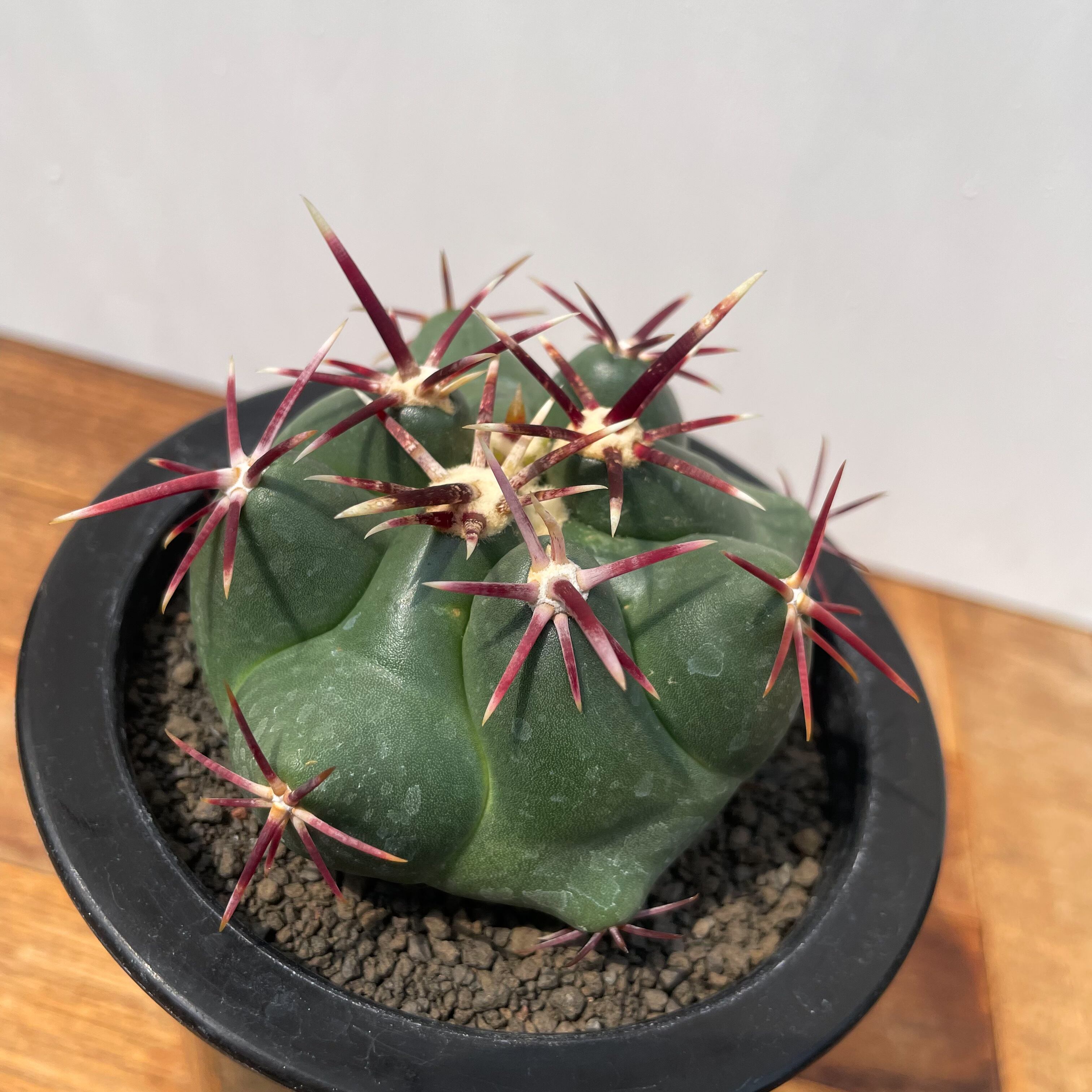 Thelocactus heterochromus【テロカクタス・強棘紅鷹】 | RIMO'S GREEN