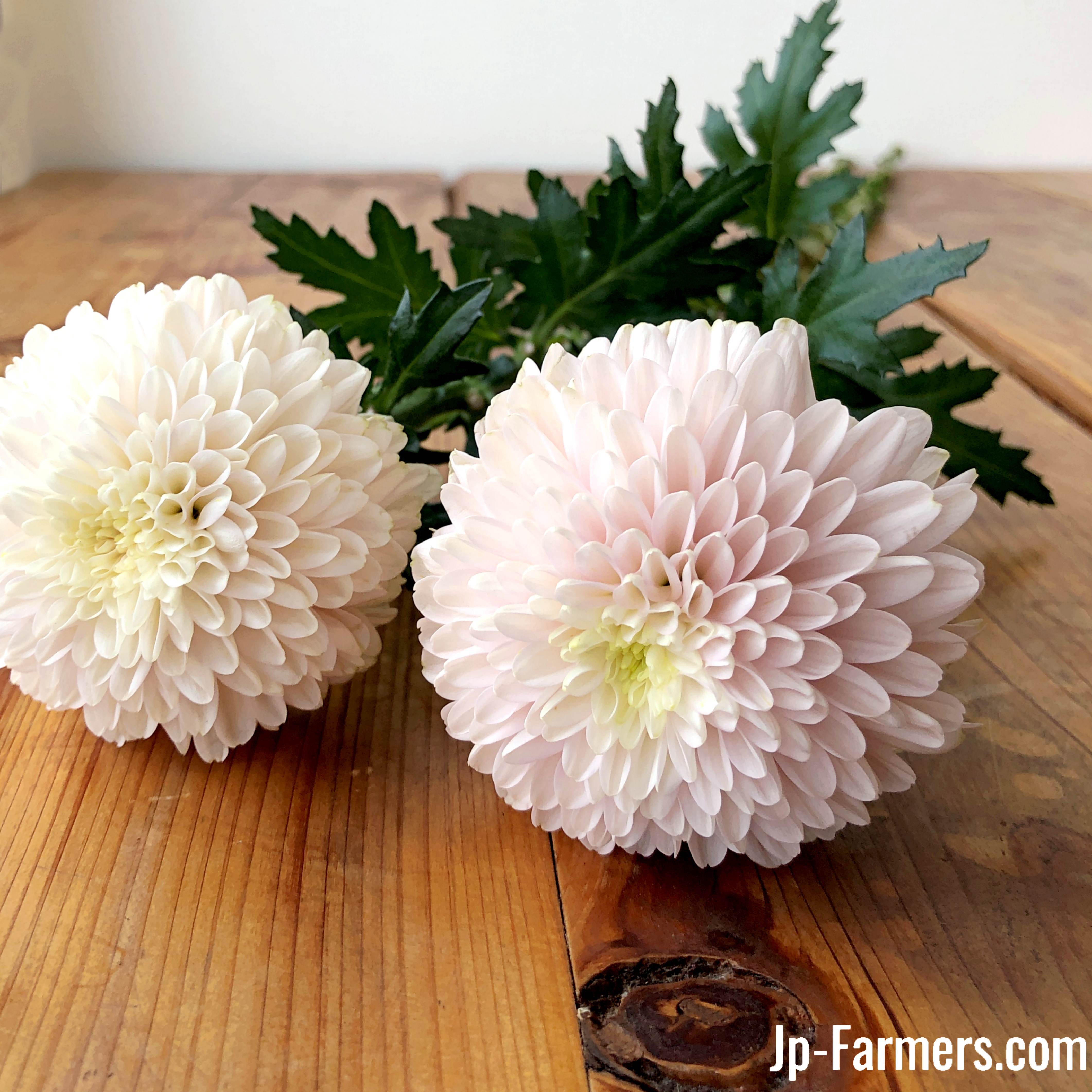 デコラマム オペラピンク 10本 | 新鮮お花問屋 Jp-Farmers.com