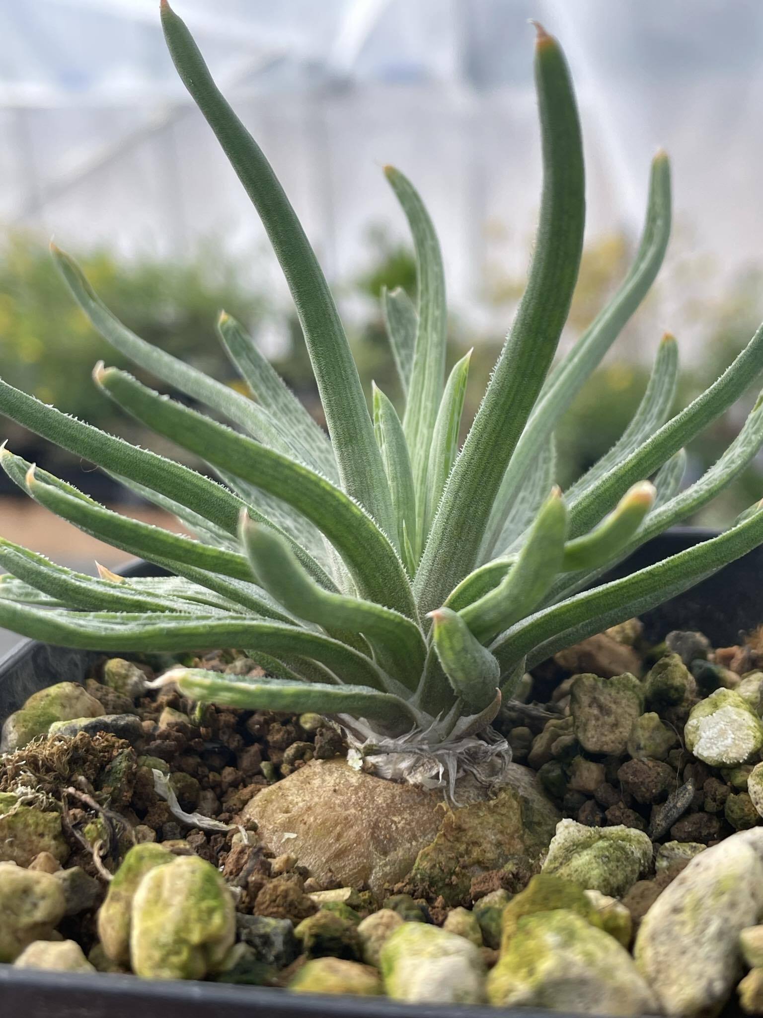 ブルビネ・ウェイセイ／Bulbine wiesei【種子15~20粒】 | Noah's ART