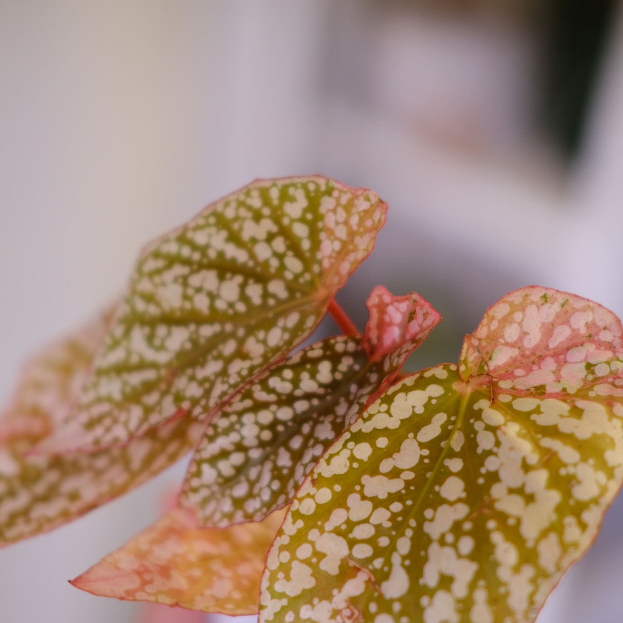 Begonia Snow Capped Variegata④｜ベゴニア スノーキャップド 斑入り②｜観葉植物