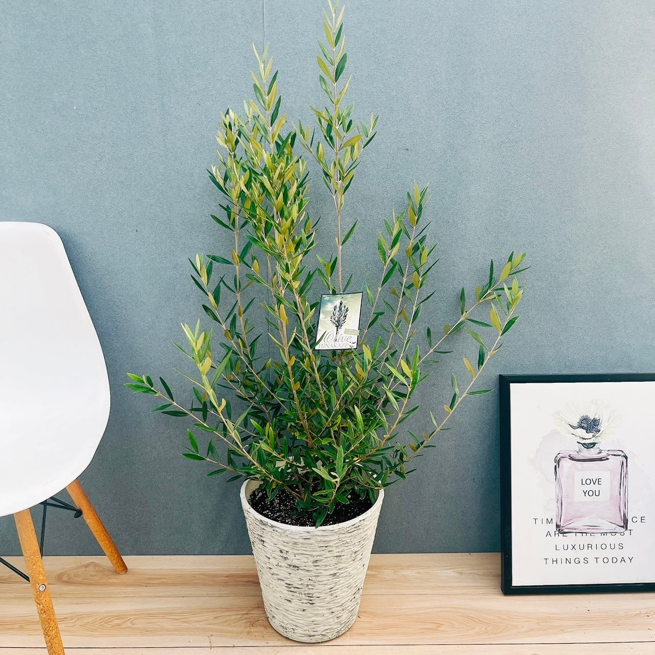 現品］32番 ドラセナ コンシンネ 龍 曲がり 8号 観葉植物 大型 室内