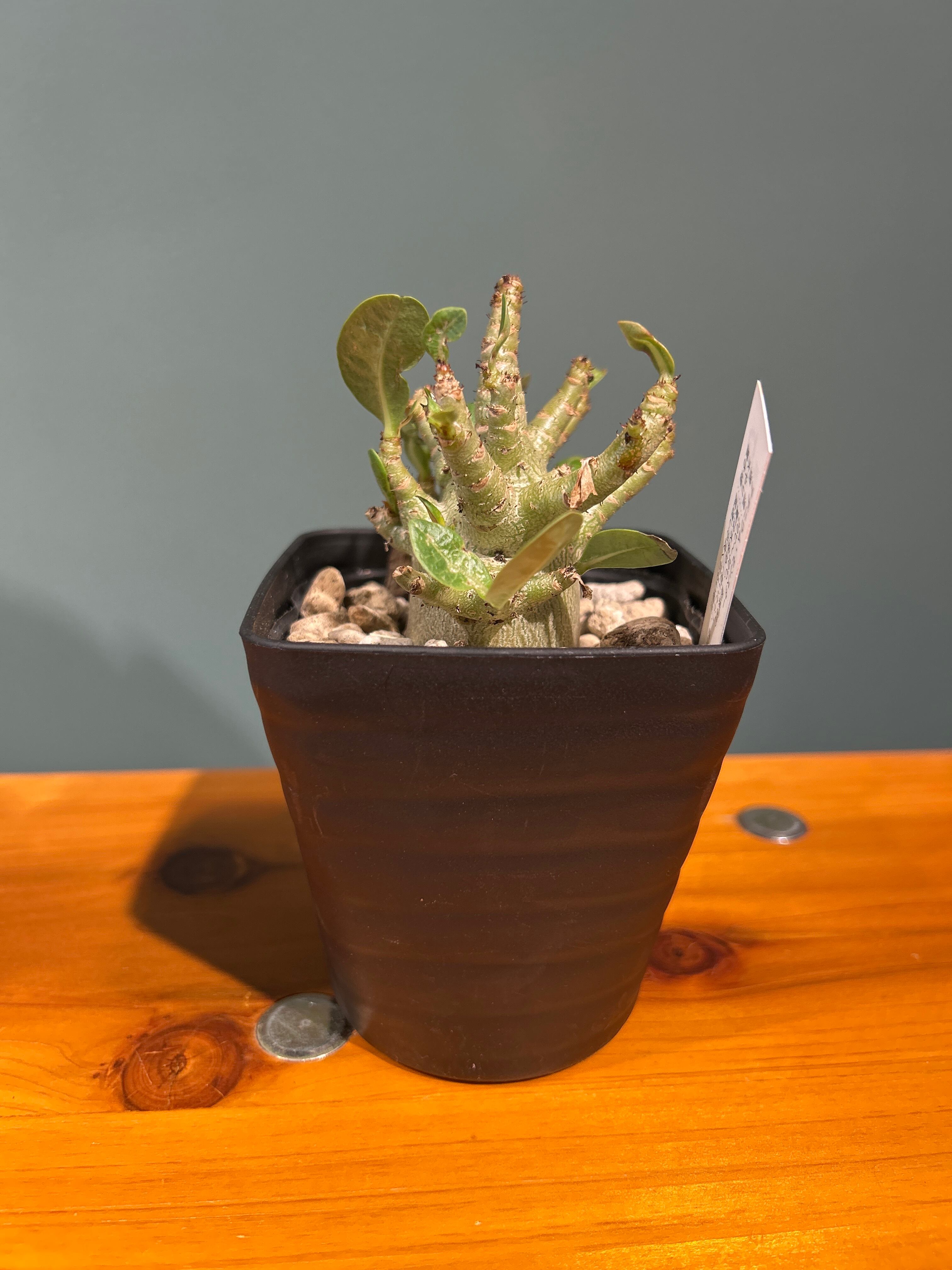 アデニウム モンスター3.5号 | 植物との暮らし apricot