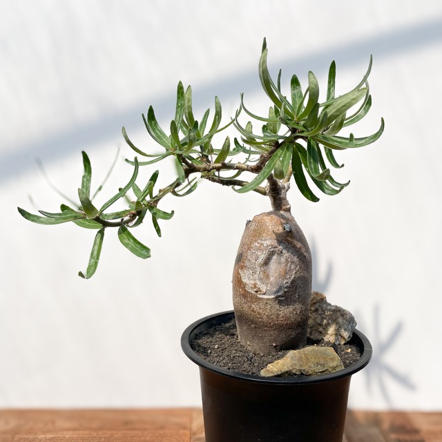 Pachypodium succulentum 【パキポディウム・サキュレンタム】