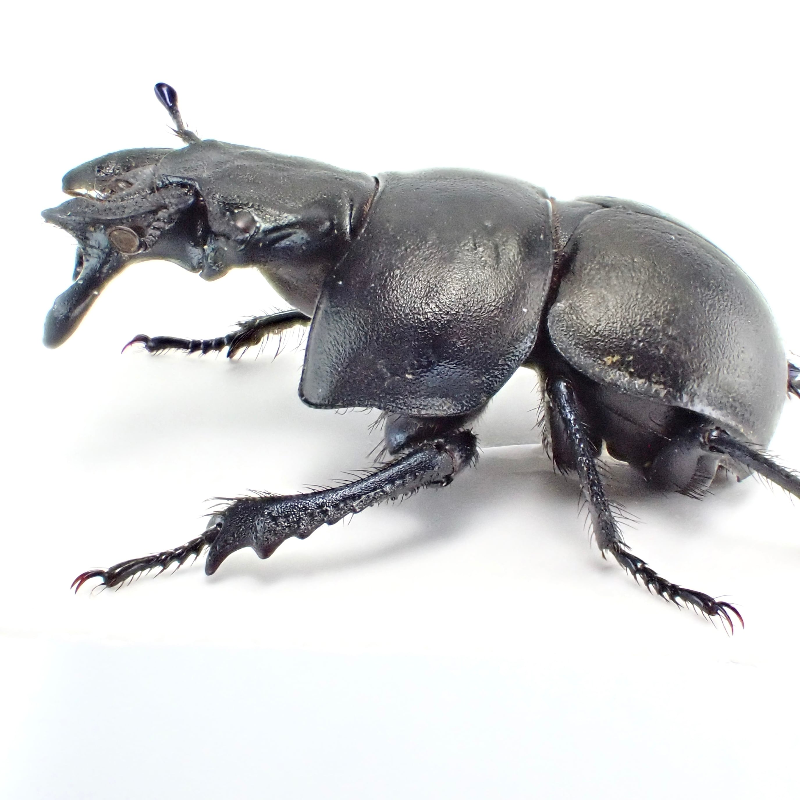 ウクライナ産 Lethrus apterus ♂♀ 21mm/21mm | 昆虫標本 Diggers