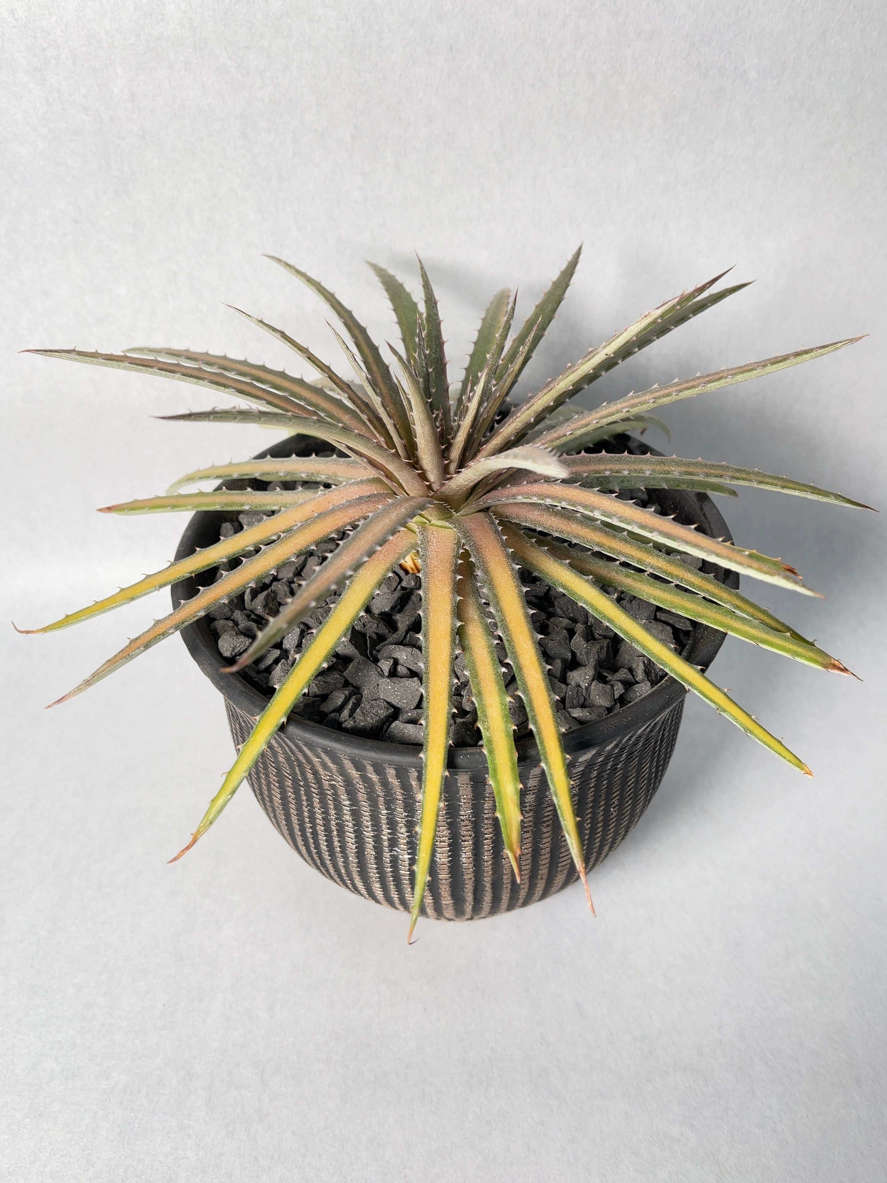 ディッキア　ダコタ　斑入り　大型分頭株 斑入りディッキアと言えばこれ！ダコタ Dyckia dakota