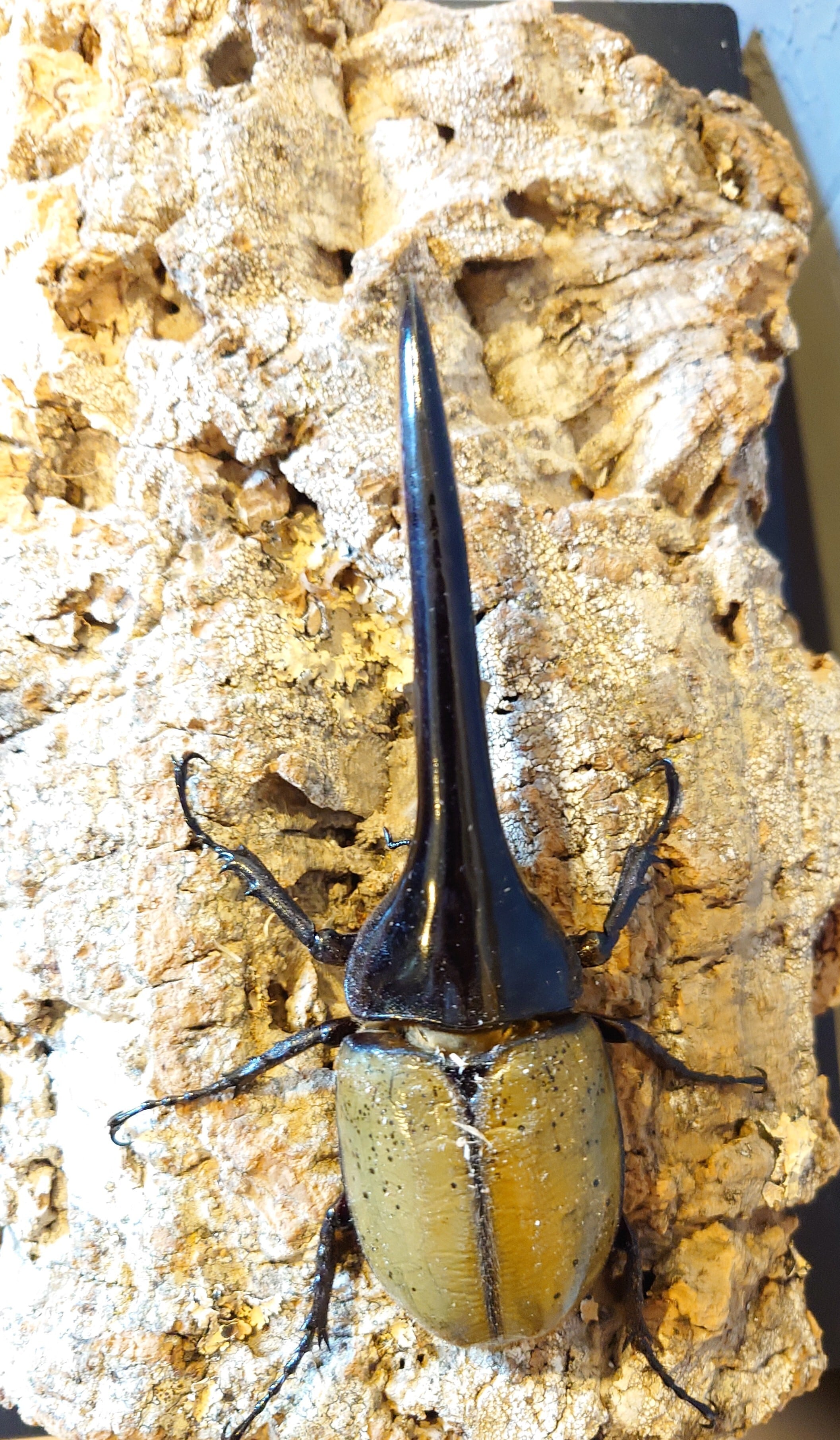 HirokA】D.Hヘラクレス（G-FOX×0F-OAKS）170mmペア