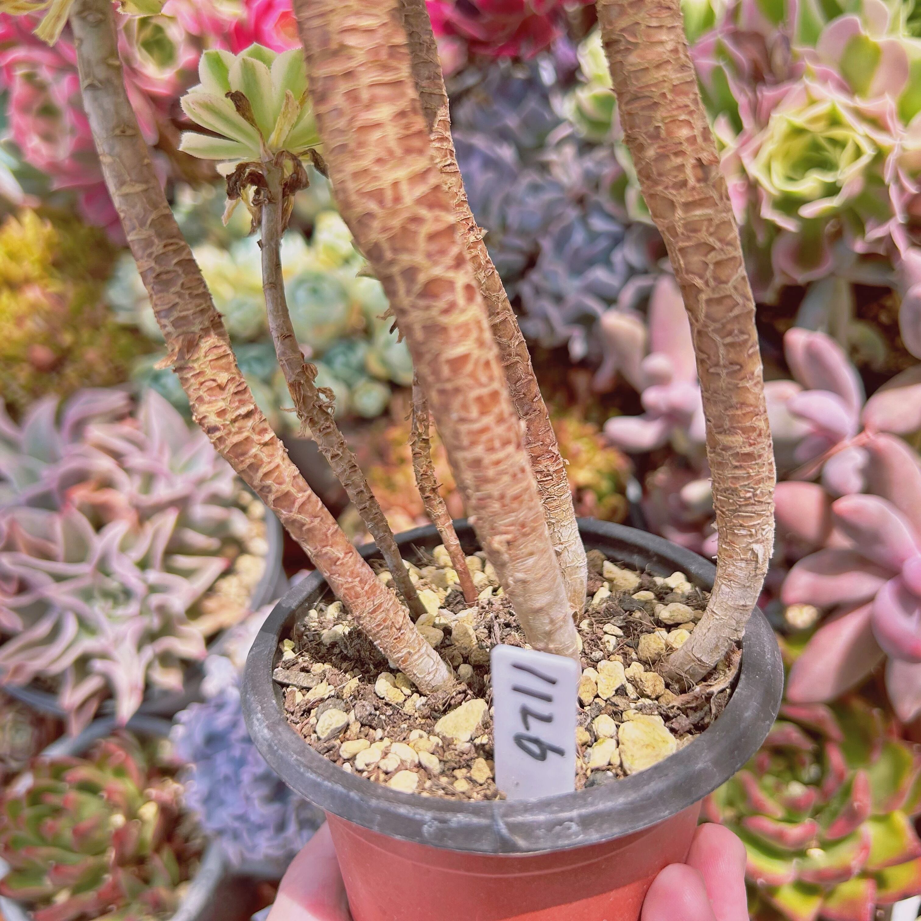 1126現物 多肉植物 富士雪 特大 抜き苗 | るる農園~多肉植物専門 1126現物 多肉植物 富士雪 特大 抜き苗 | るる農園~多肉植物専門