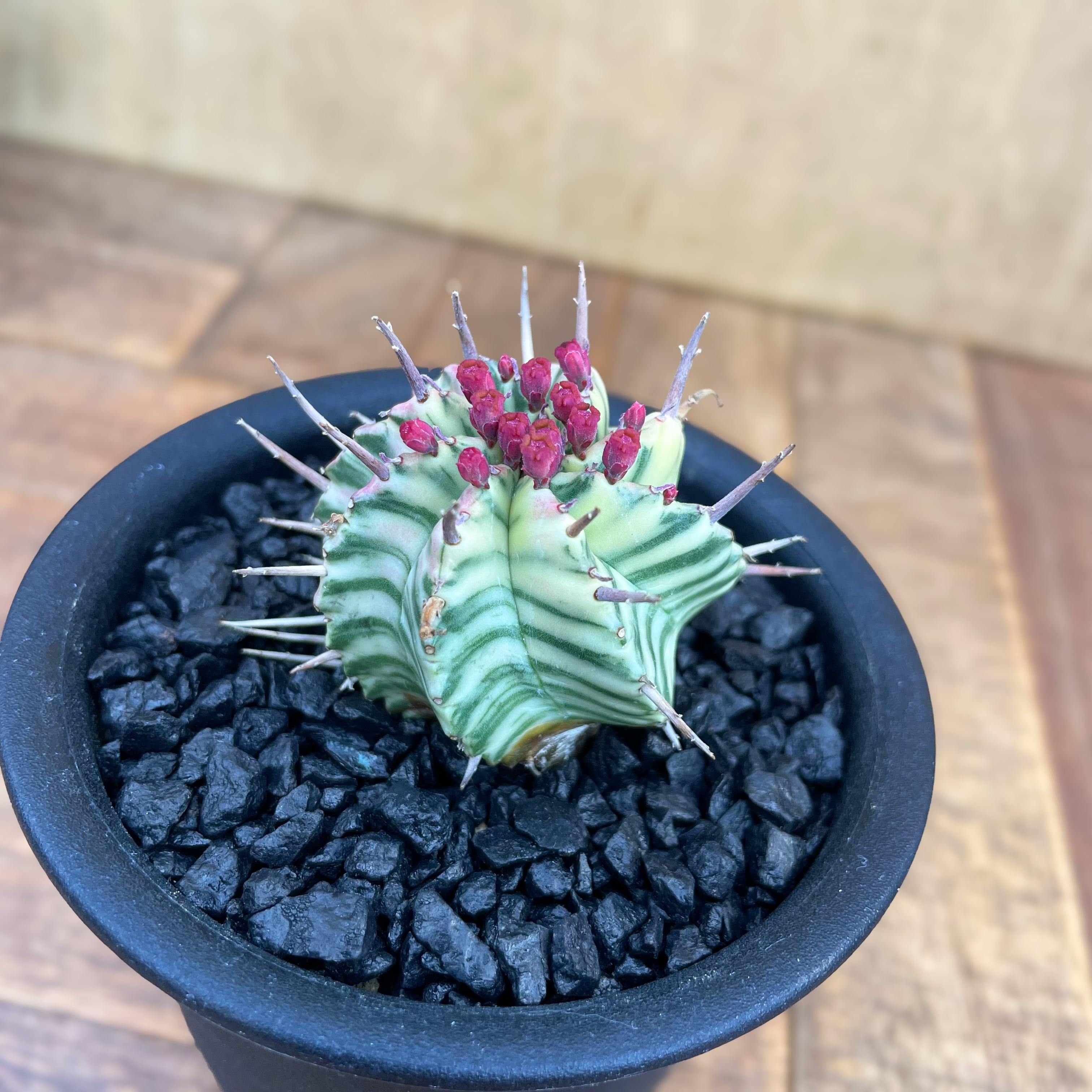 Euphorbia meloformis f.variegata【ユーフォルビア・メロフォルミス錦 