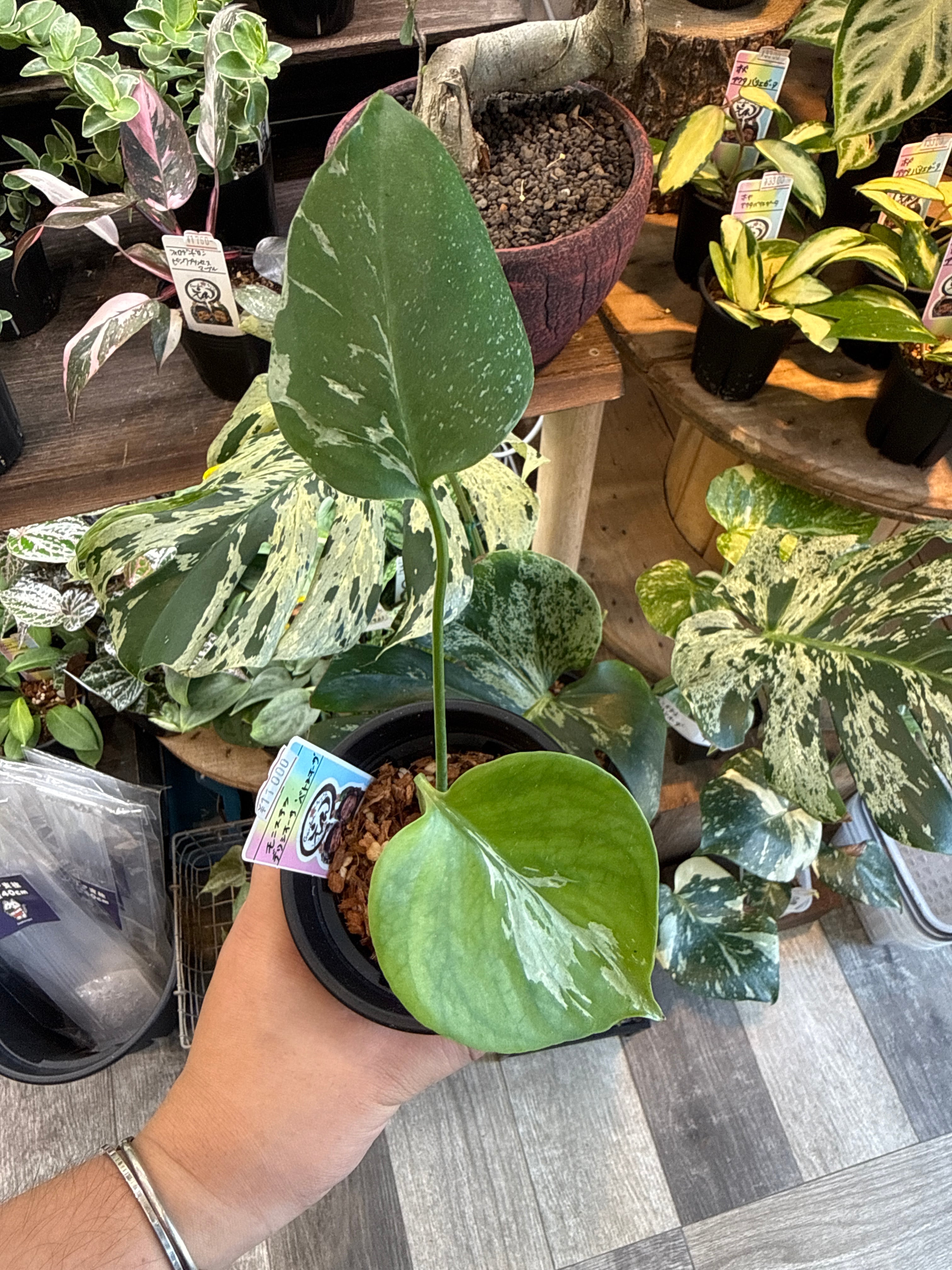 モンステラ 'ベトシオーサ' | Gardenえん 【観葉熱帯植物】