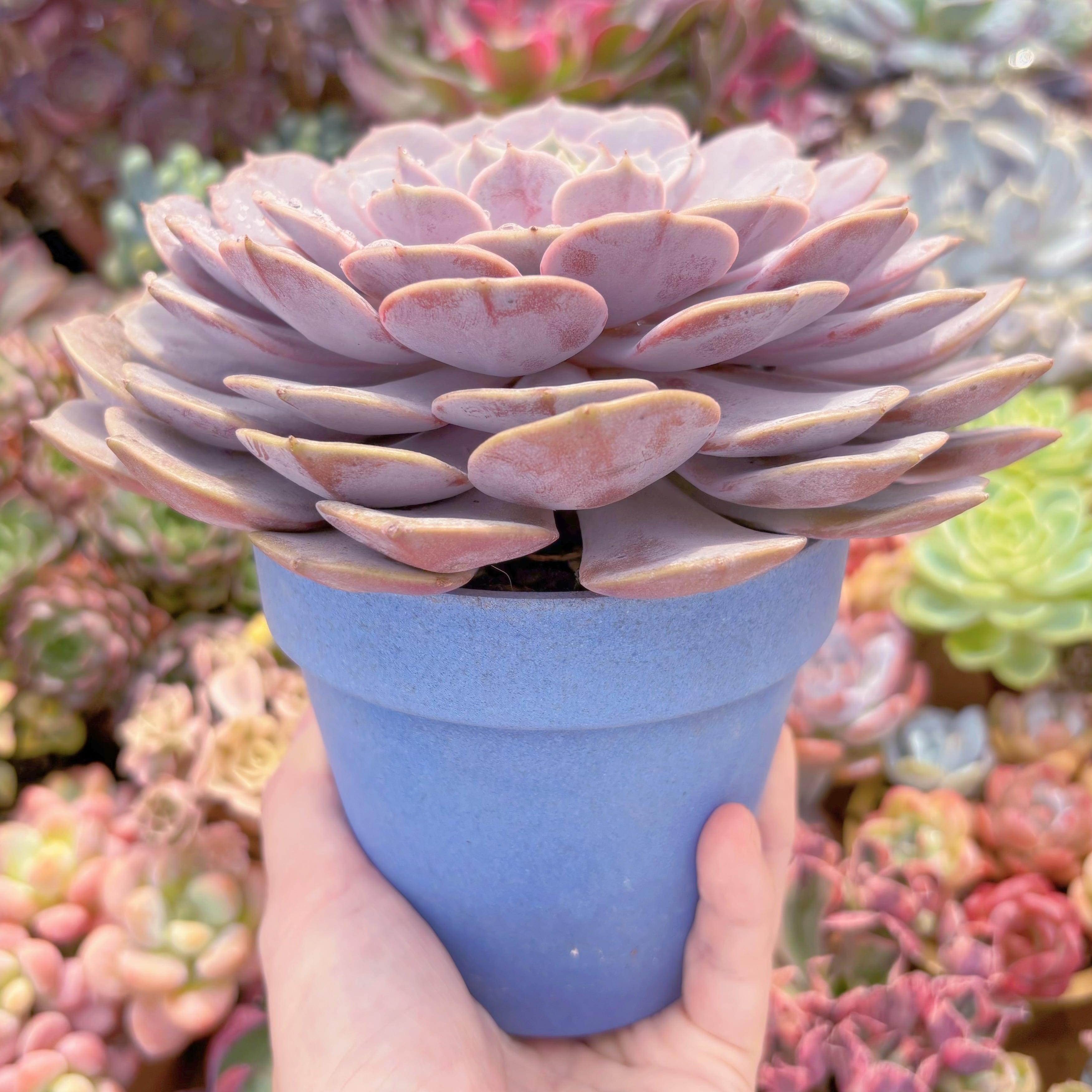 現品 ローラ#C24 特大苗 るる農園 | るる農園~多肉植物専門