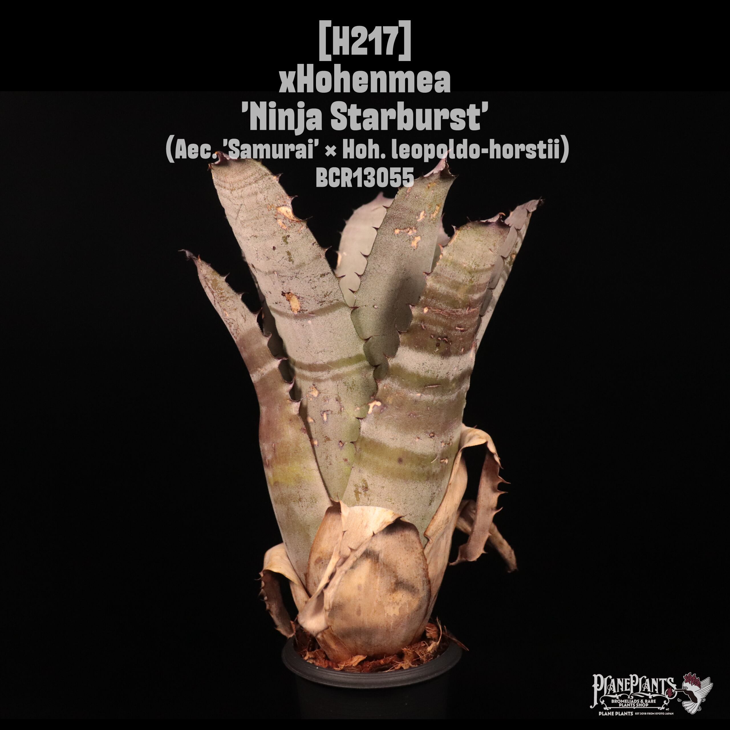 【送料無料】xHohenmea 'Ninja Starburst'〔ホヘンメア〕現品発送H217