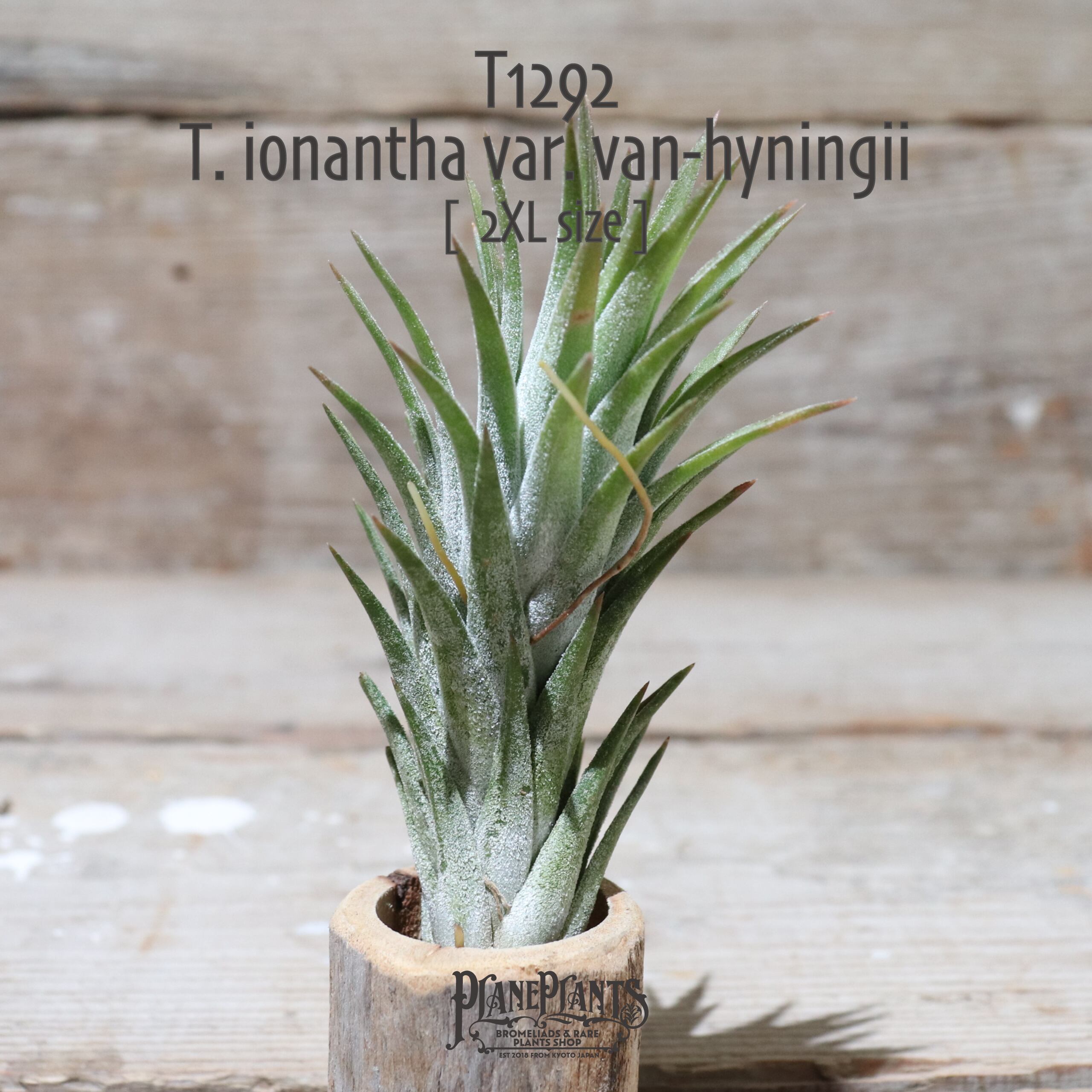 【送料無料】vanhyningii〔エアプランツ〕現品発送T1292