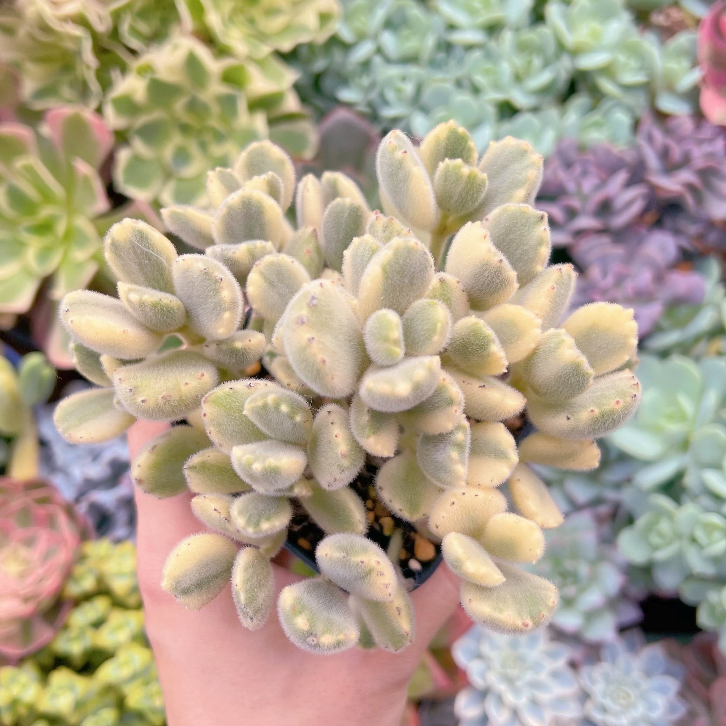 現物　白熊#764    古株   るる農園