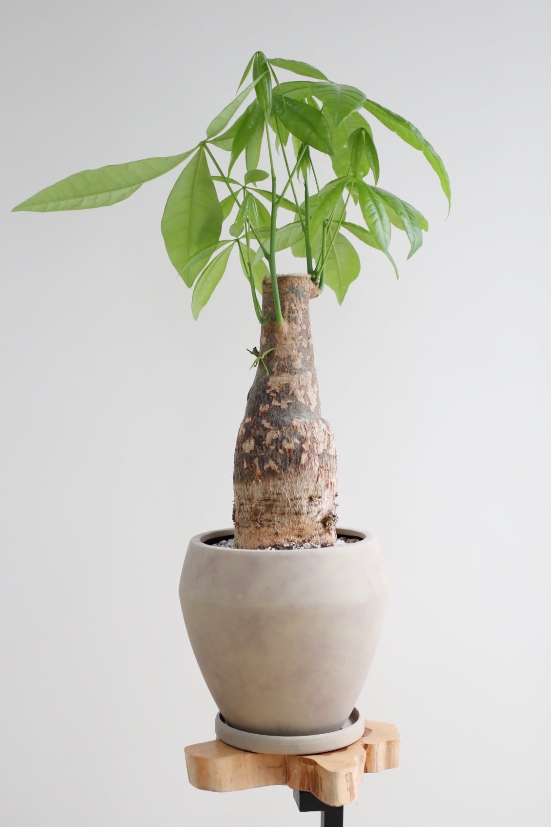 M(置きやすい＆存在感を出したい) | 【厳選植物・器】MIDORI DOUMEI 翠