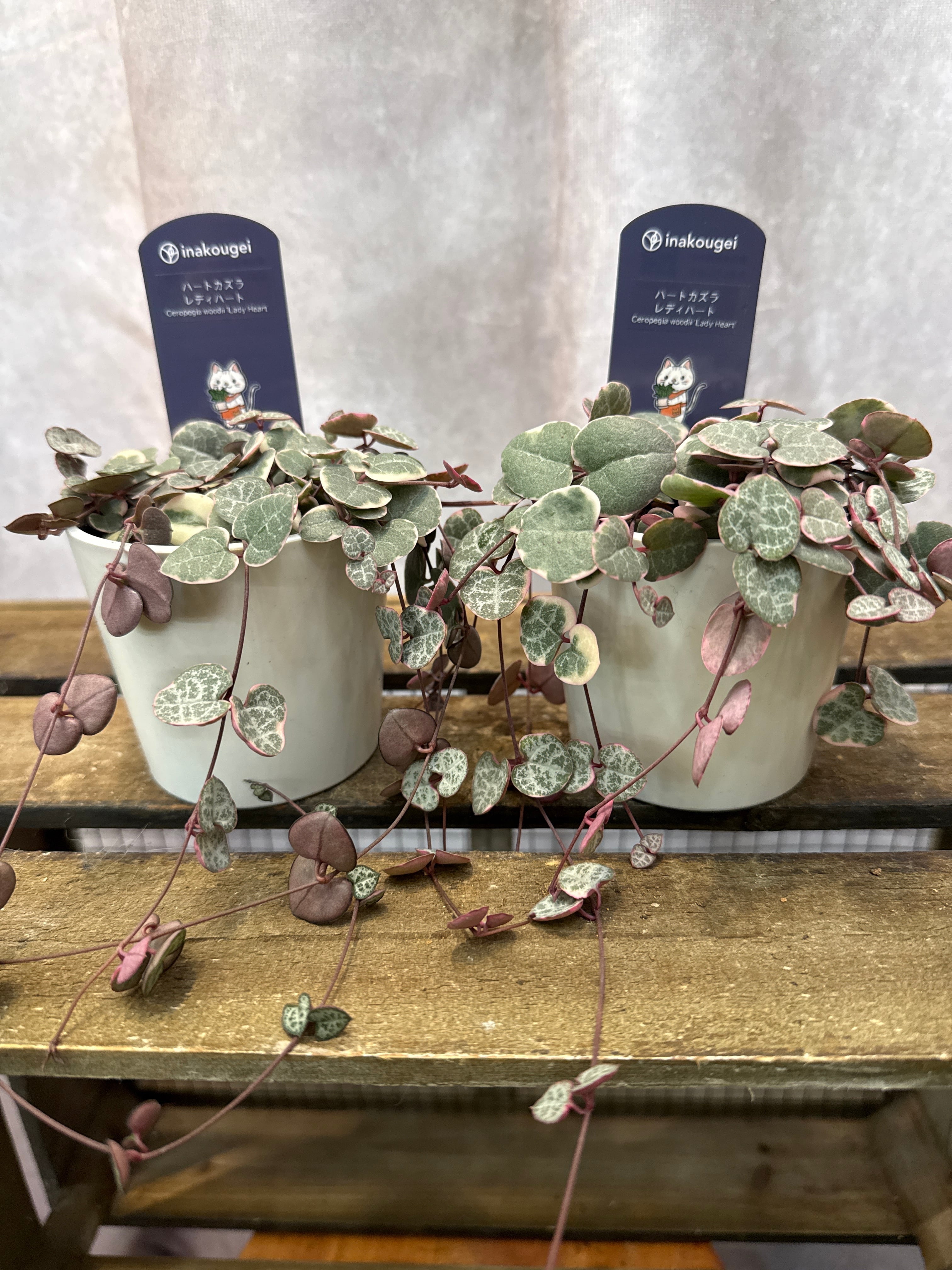 ハートカズラ レディハート (斑入り) | Gardenえん 【観葉熱帯植物】