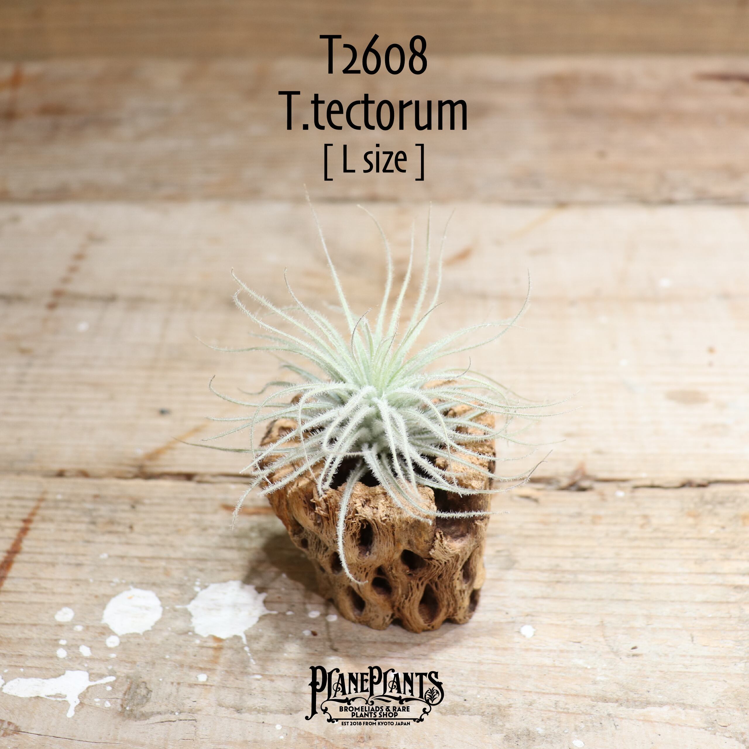 【送料無料】テクトラム L〔エアプランツ〕現品発送T2608
