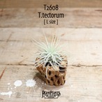 【送料無料】テクトラム L〔エアプランツ〕現品発送T2608