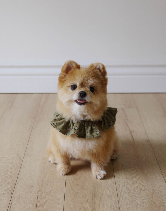 〈予約アイテム〉OHDIBS / capeness no.14 leash _ Olive Khaki