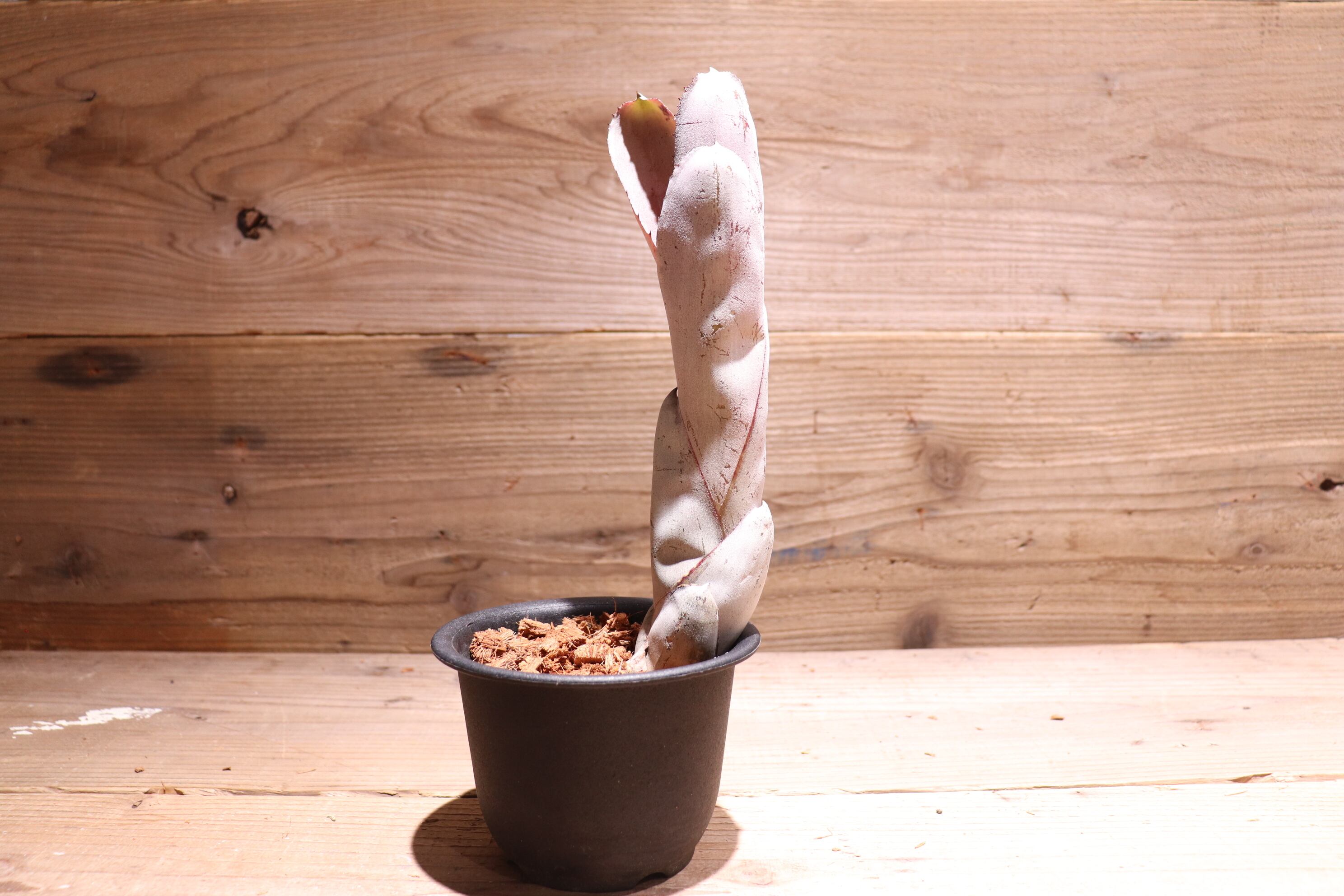 エクメア ムルフォーディ マルバ 2 希少】 Aechmea エクメア